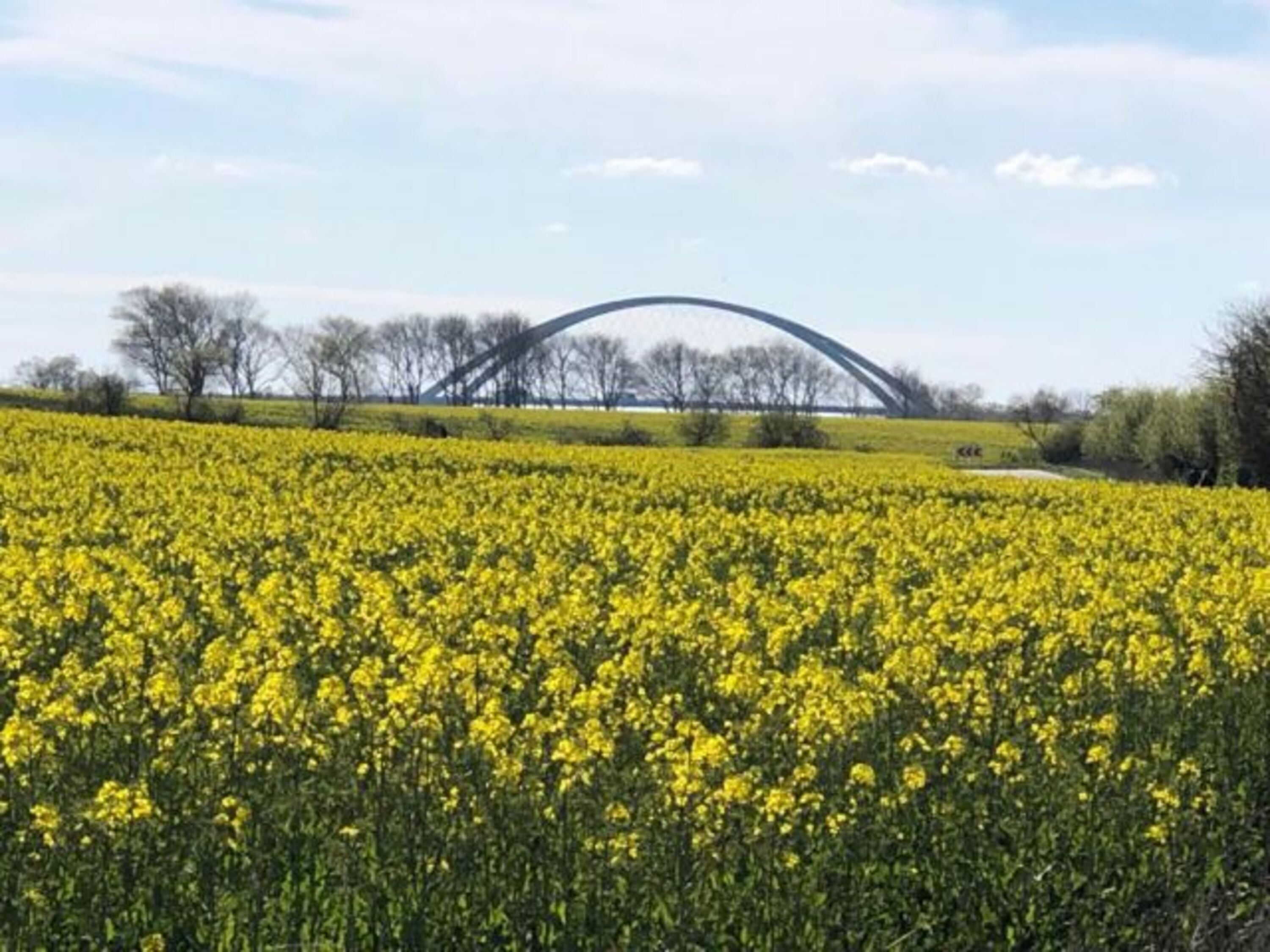 Rapsblüte