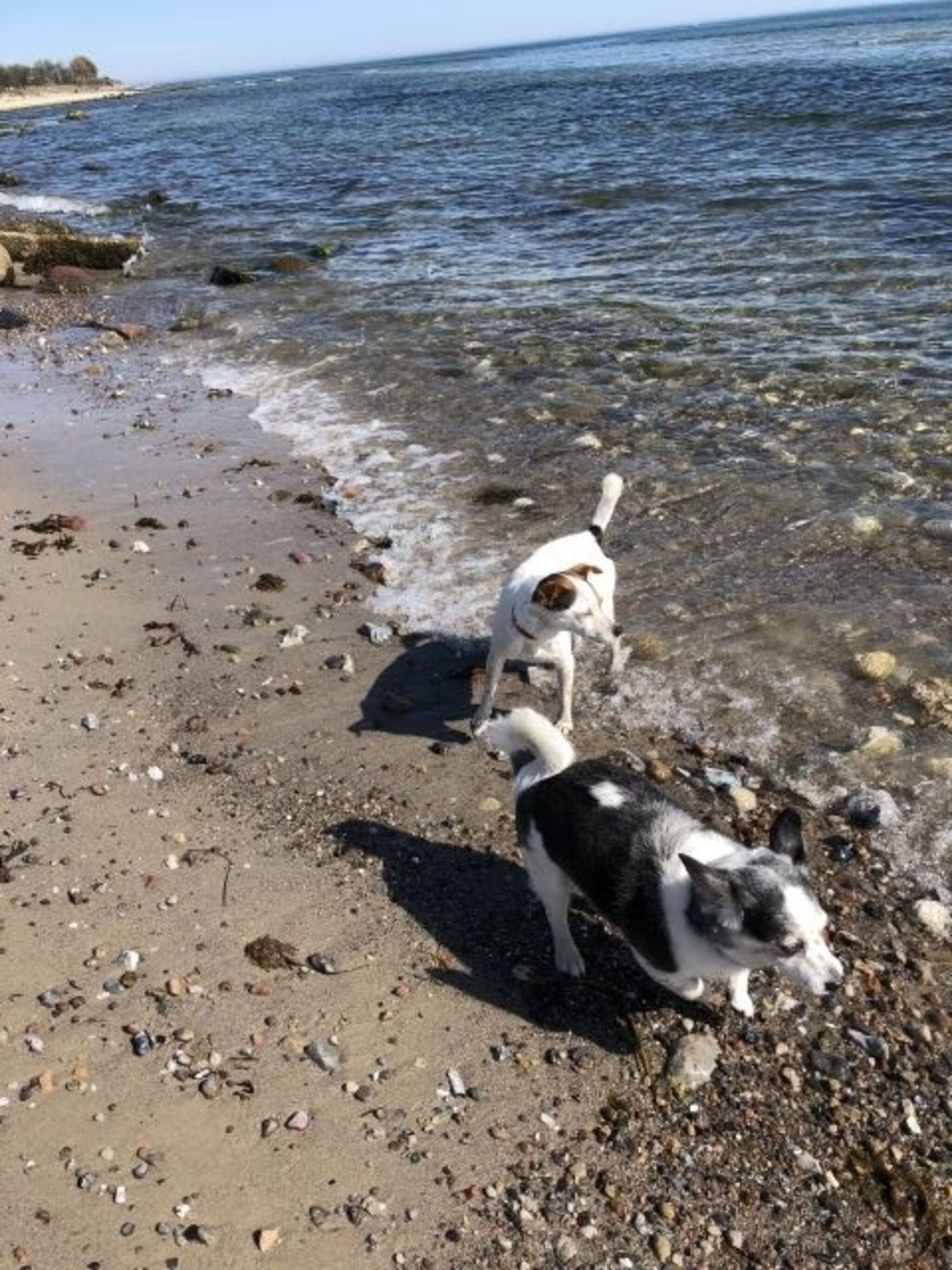 Vierbeiner haben Spass am Meer