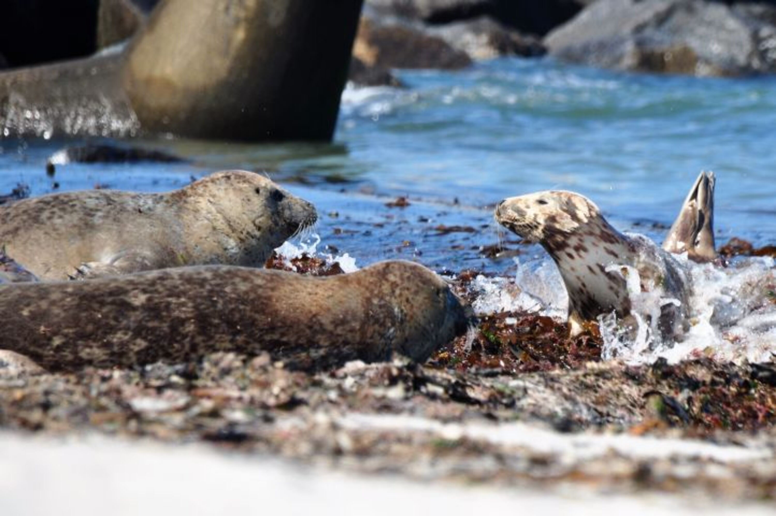 Düne Helgoland