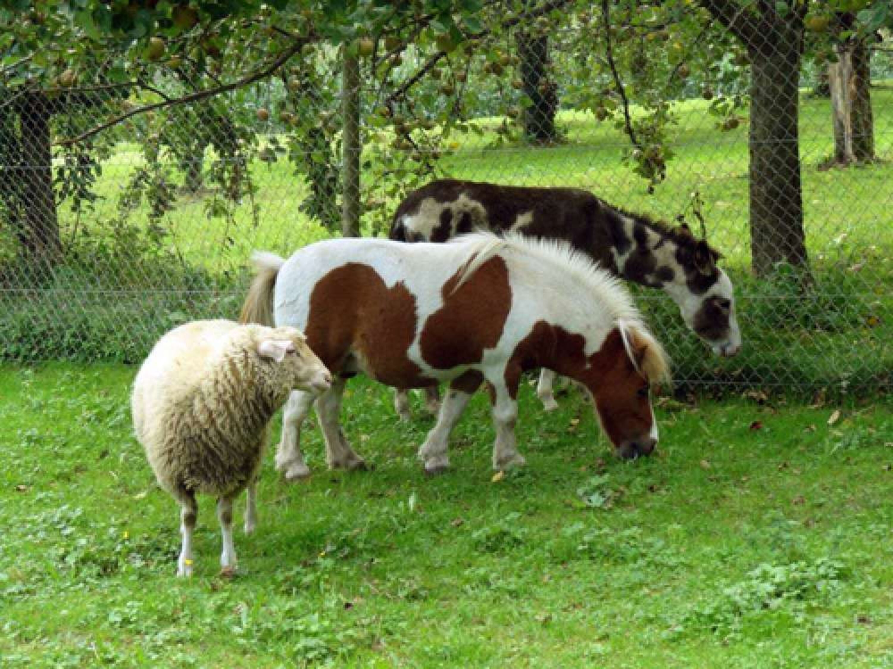 Tierische Freundschaft