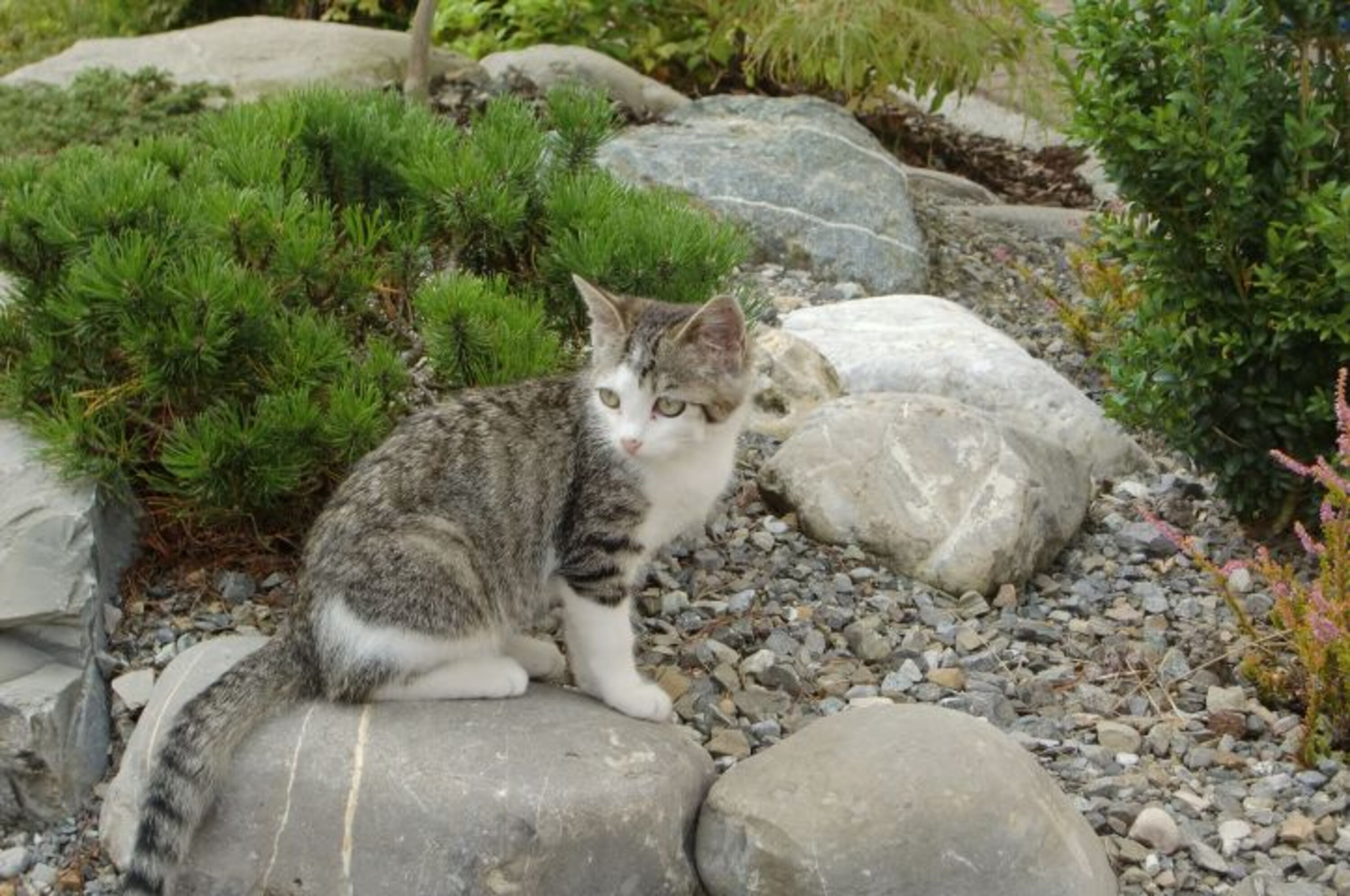 kleine Katze