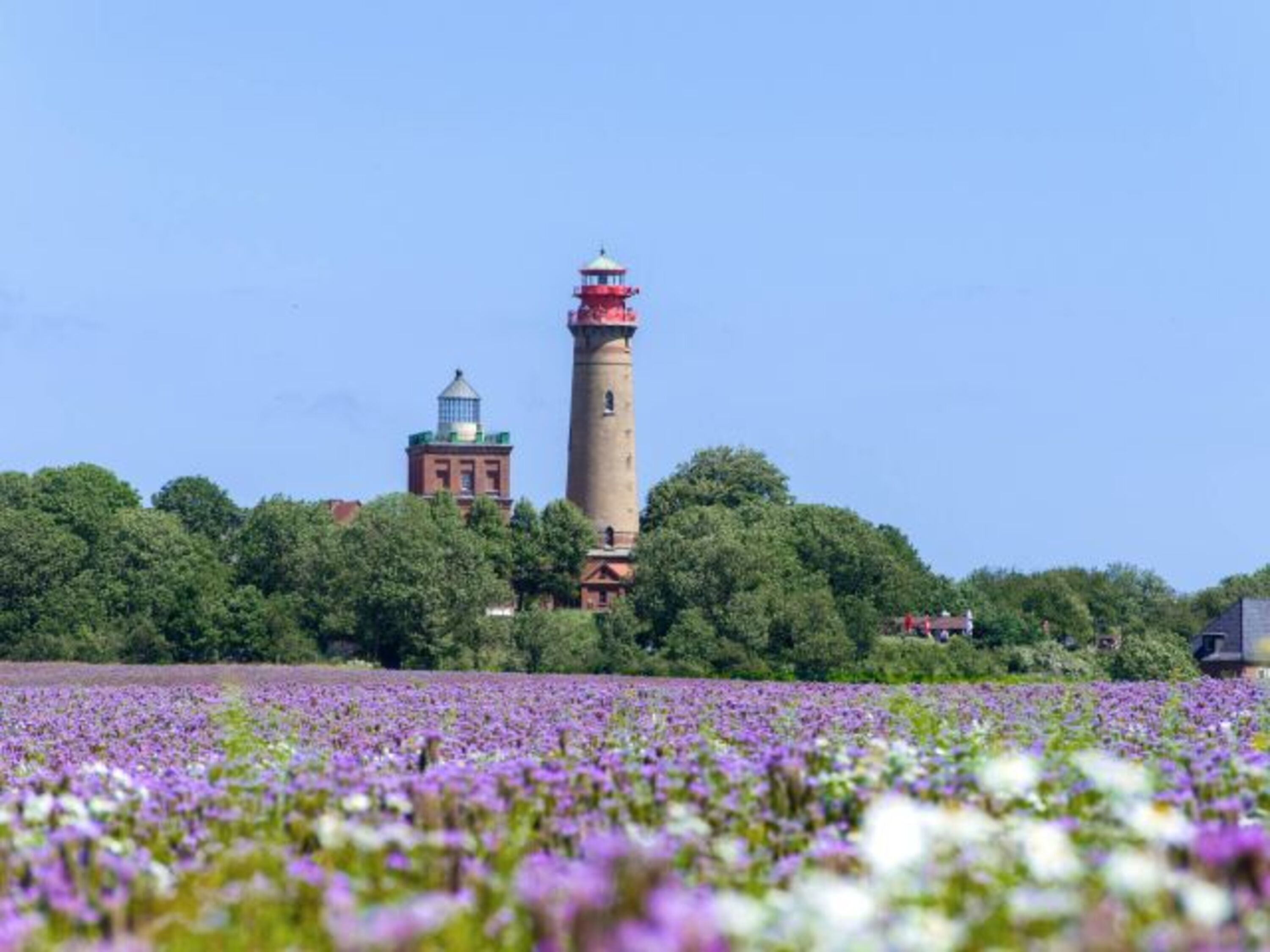 Der Frühsommer auf Rügen.