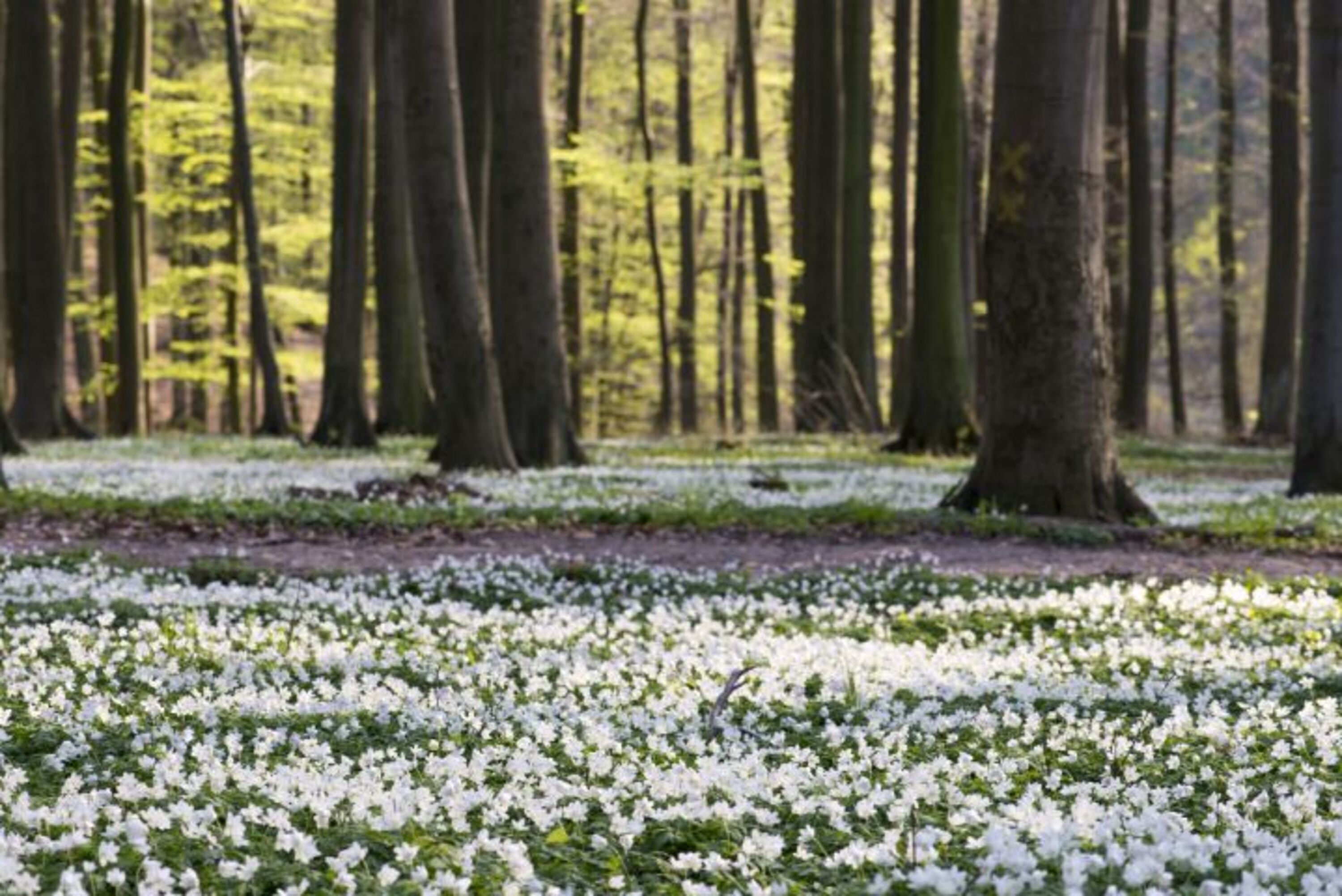 Die Natur erwacht auf Rügen mit wahren Teppichen von Anemonenblüten in den Buchenwäldern.