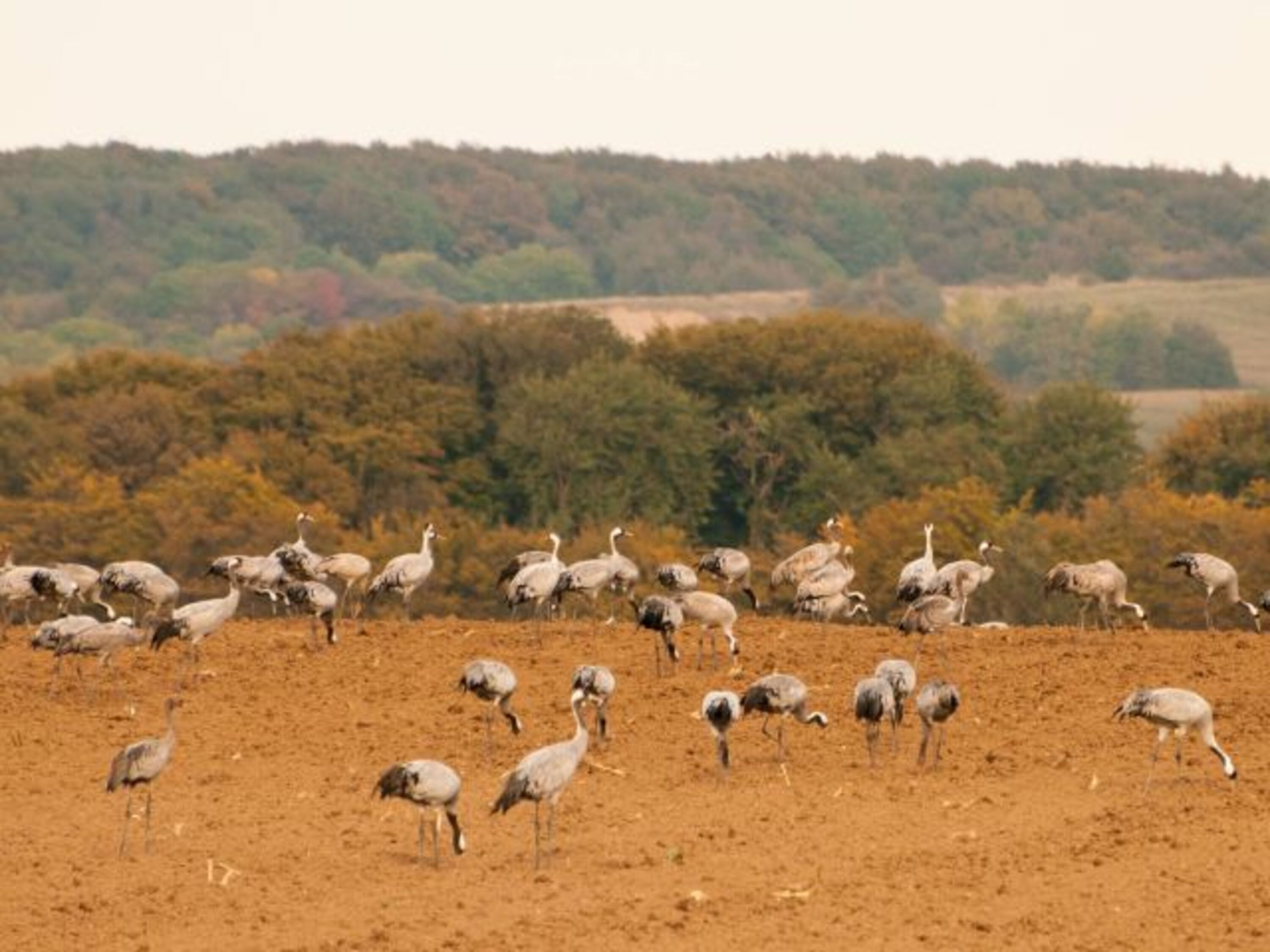 Der Herbst auf Rügen.