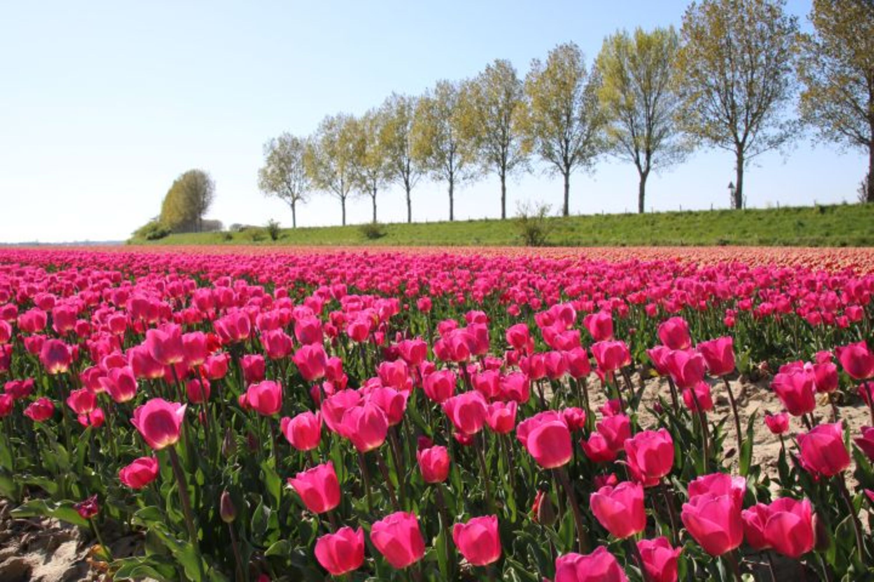 Tulpenfelder im Frühling