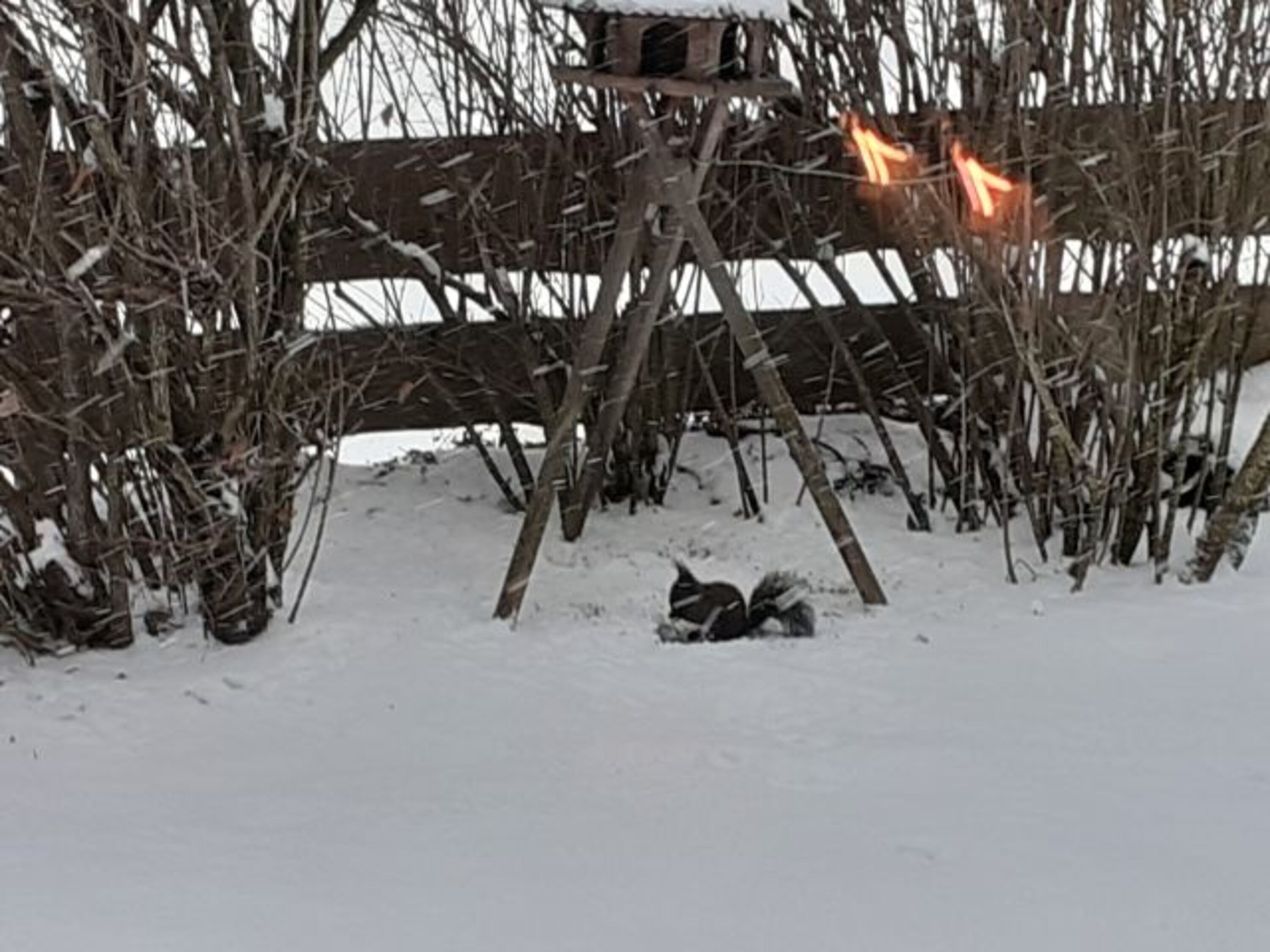 Winterlicher Gast