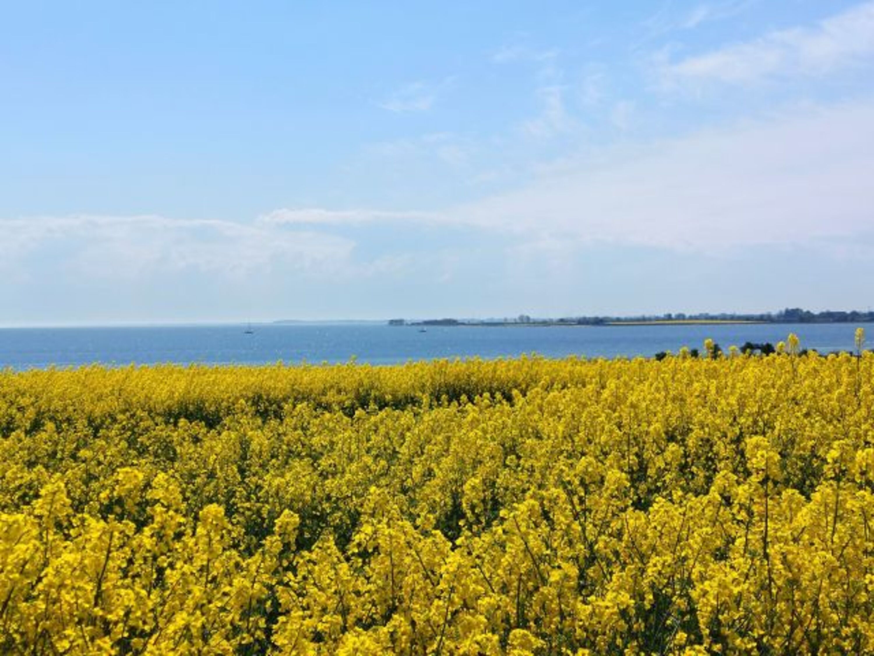 Rapsblüte auf Fehmarn