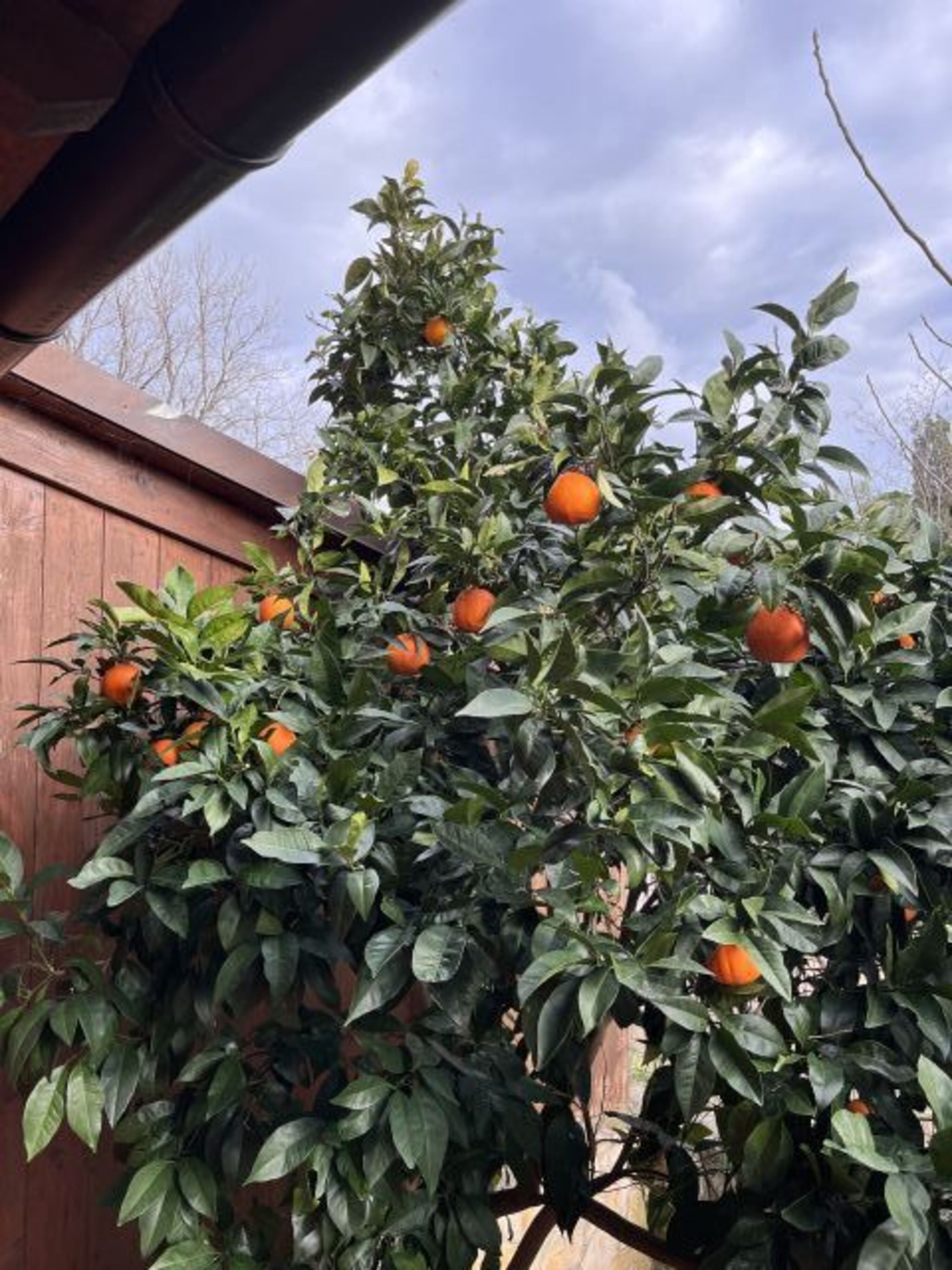 Orangen reif im Winter