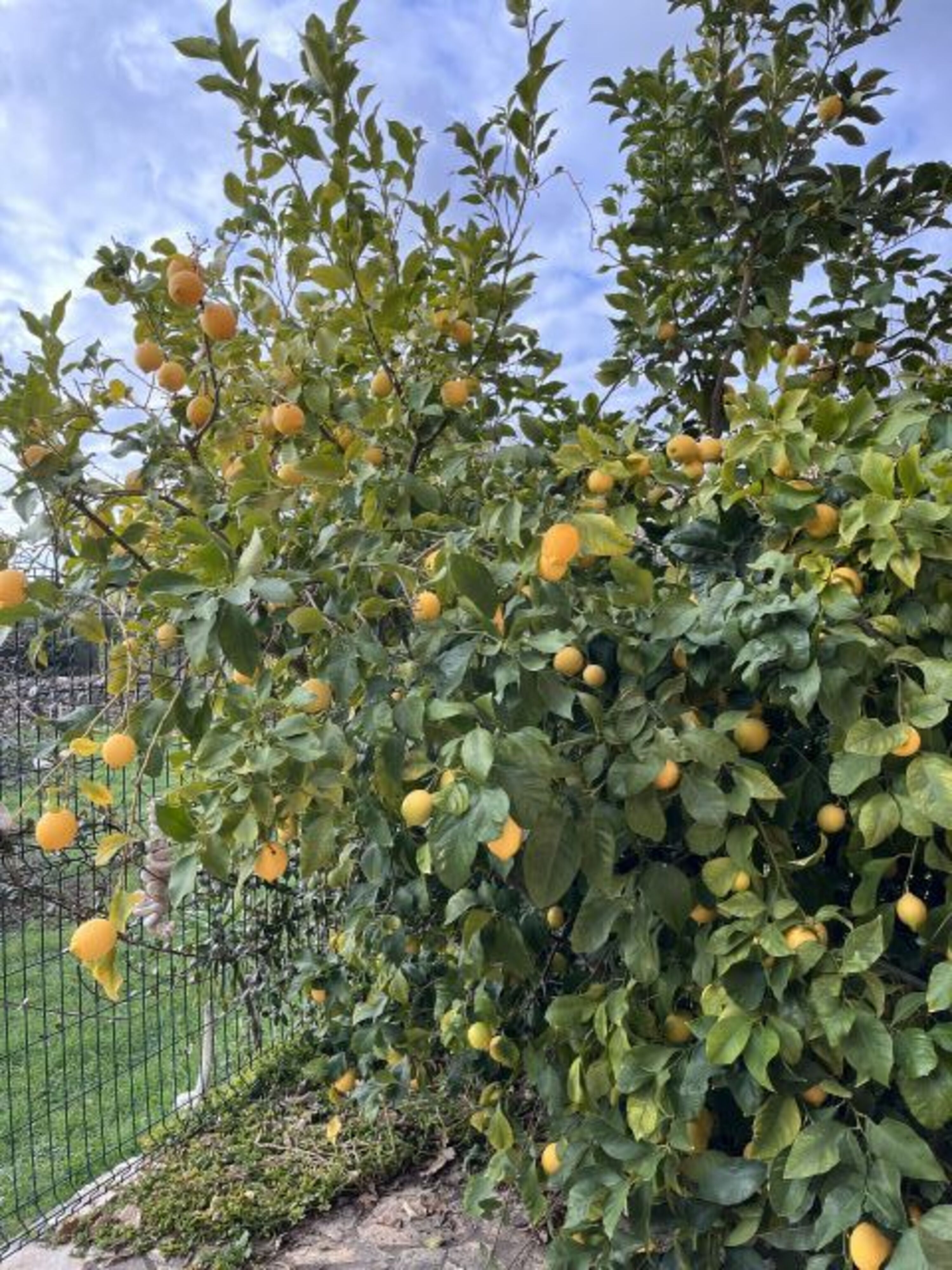 Zitronen im Garten
