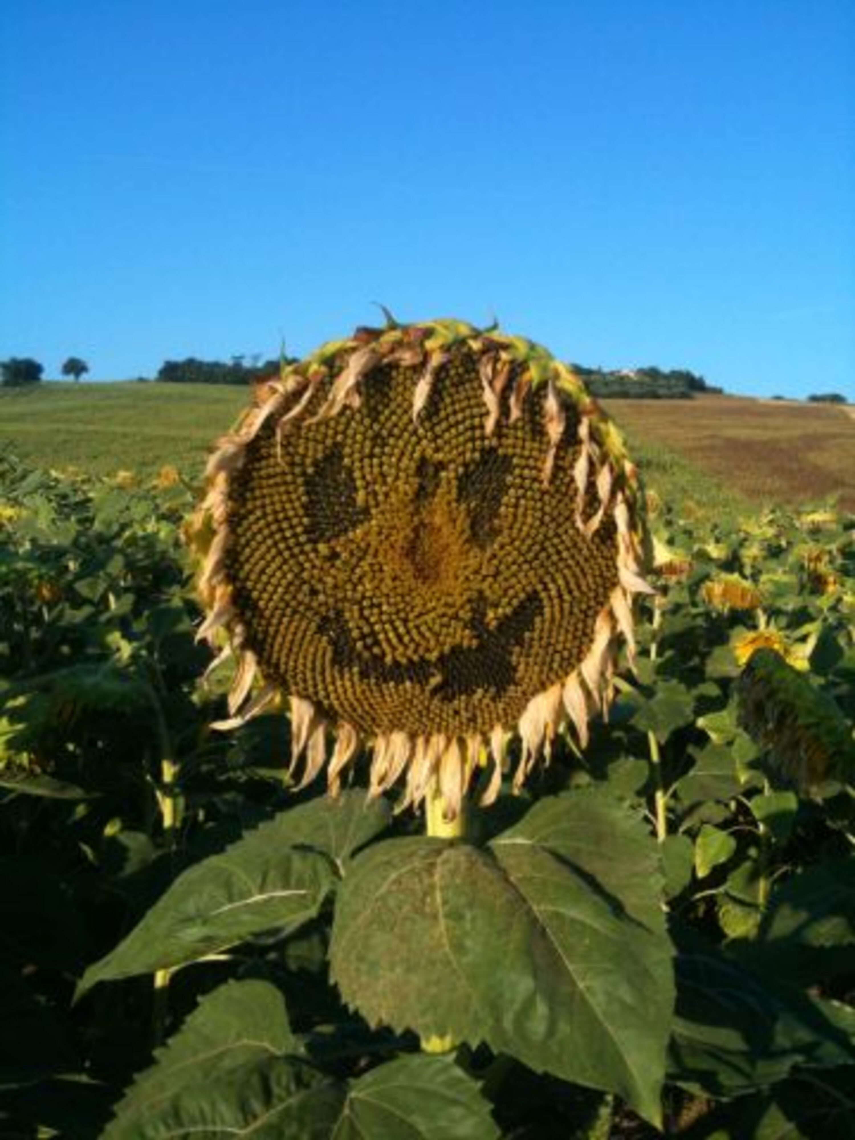 Bild 15