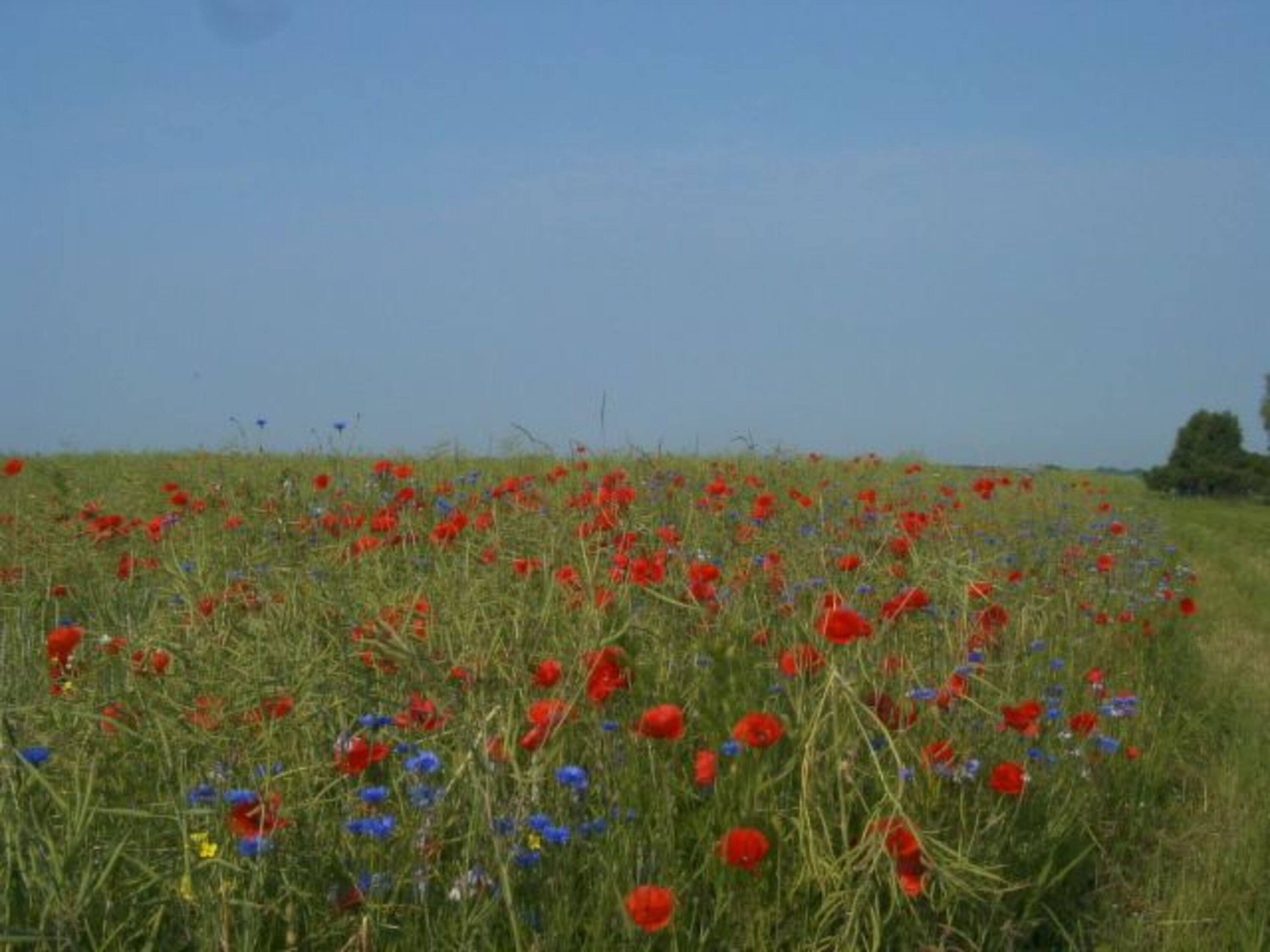 nahegelegenes Mohnfeld