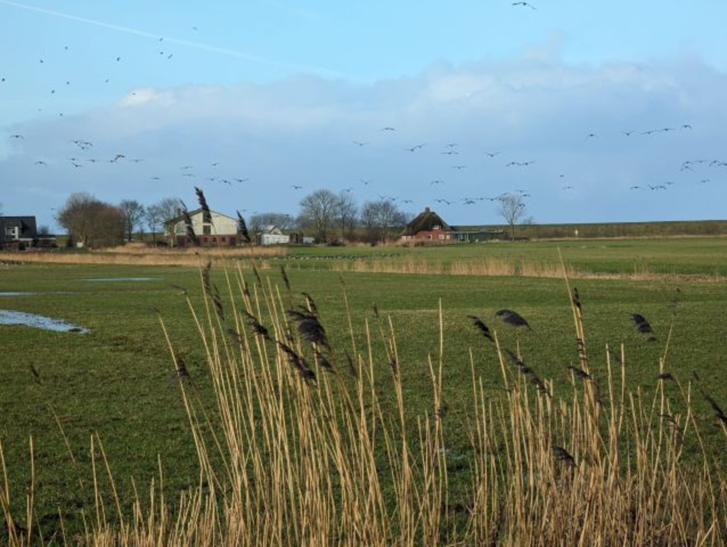 Redlefswarf