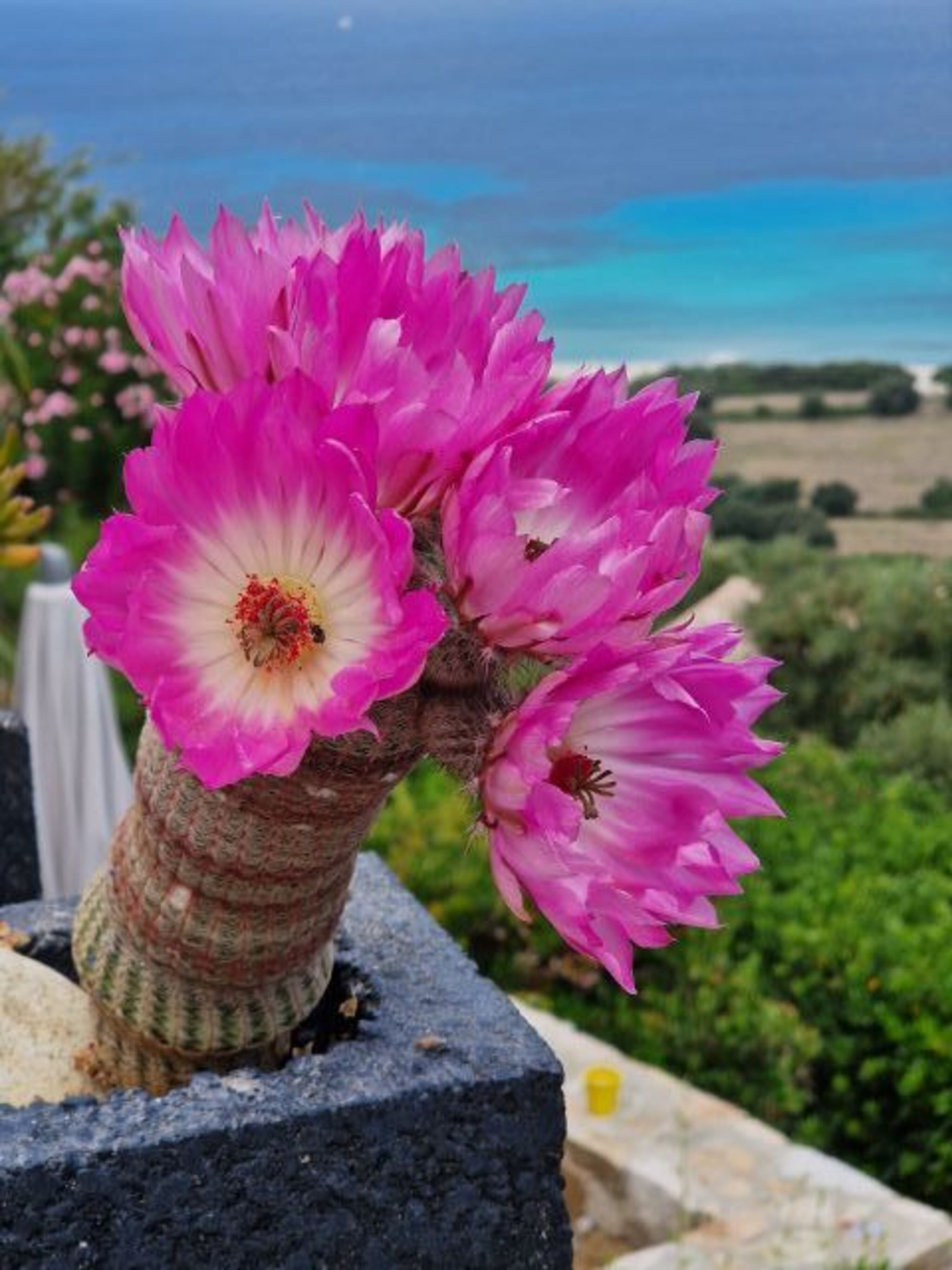 Gartenausschnitt