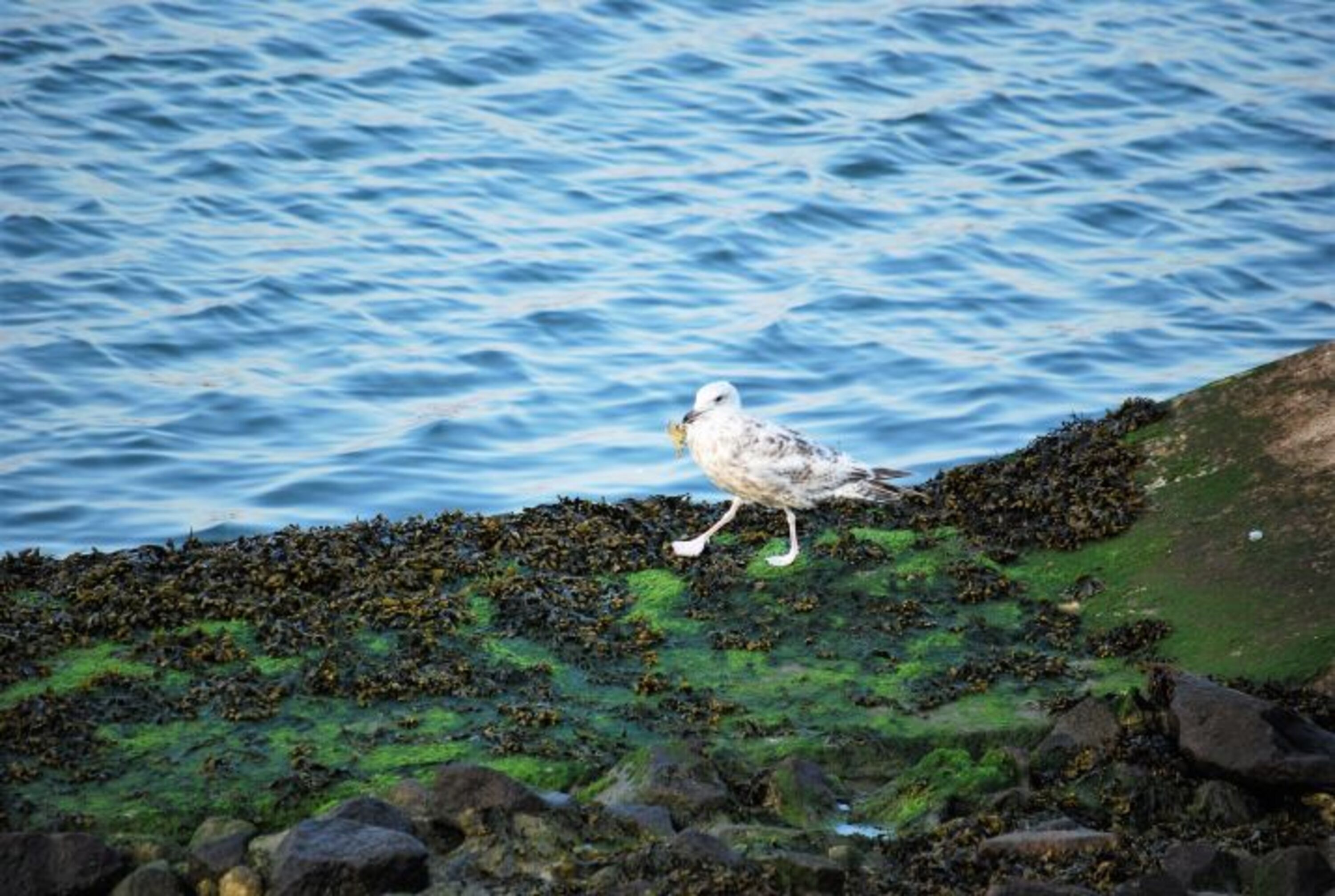 Möwe am Ufer