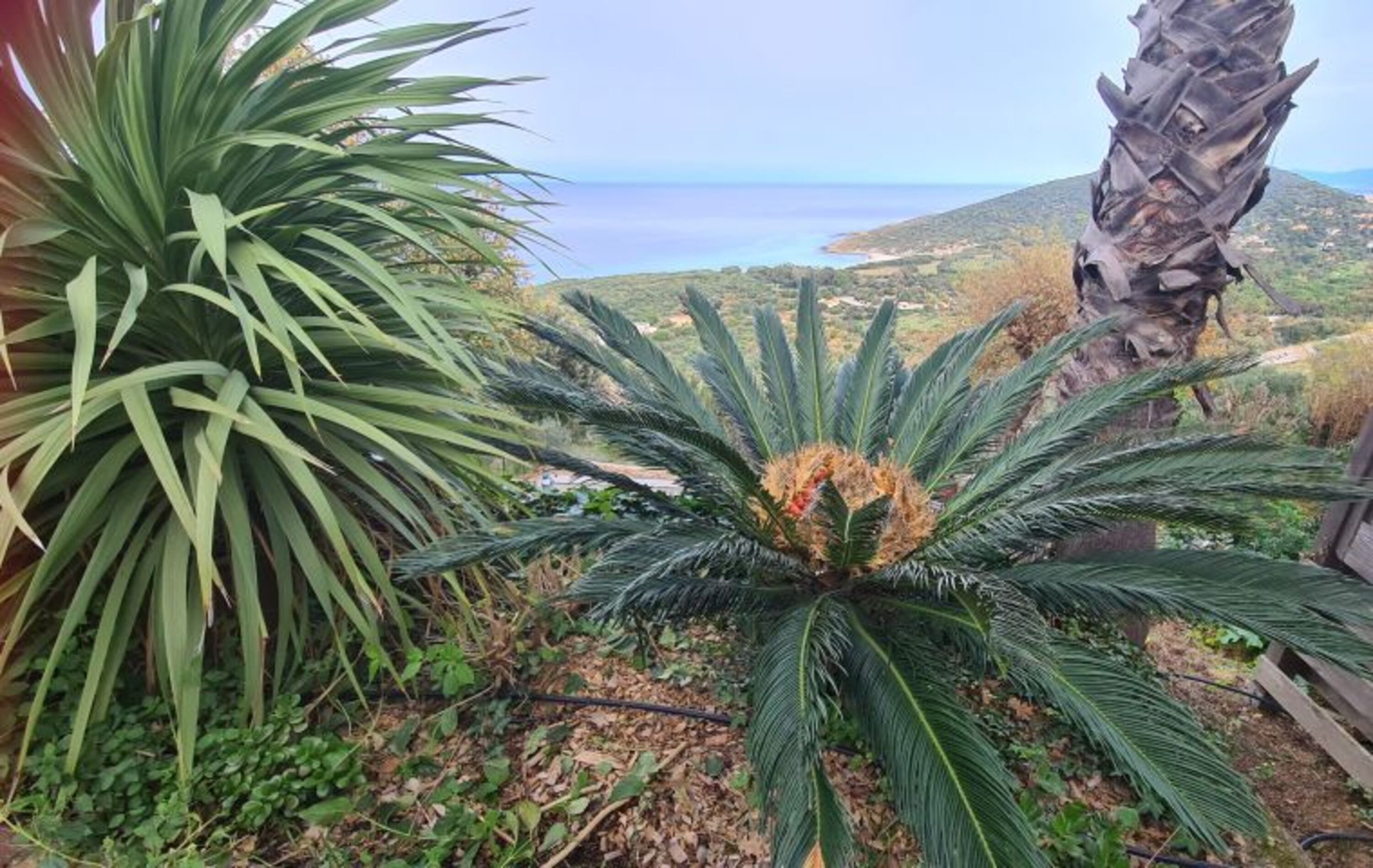 Palm Farn Aussicht Terrasse