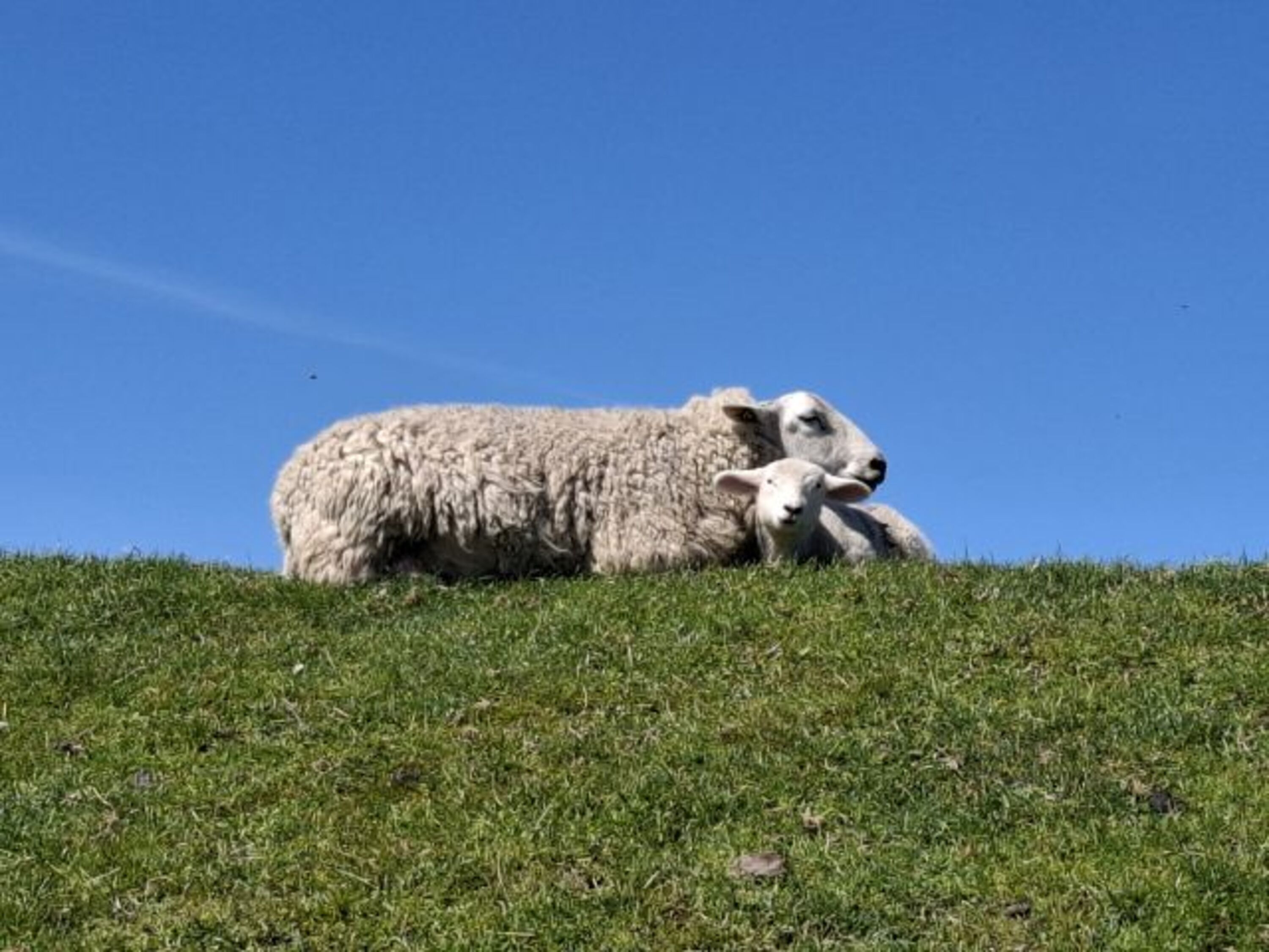 Familienglück auf dem Deich