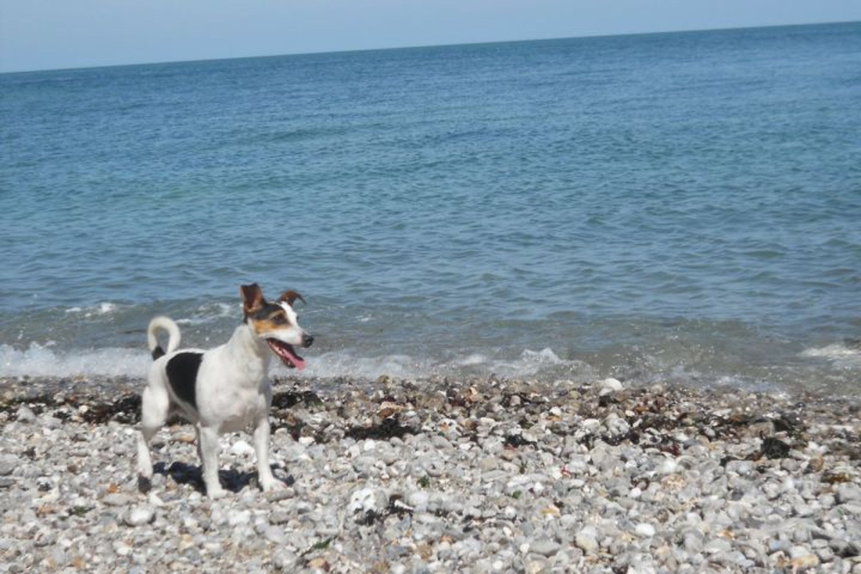 Urlaub mit Hund