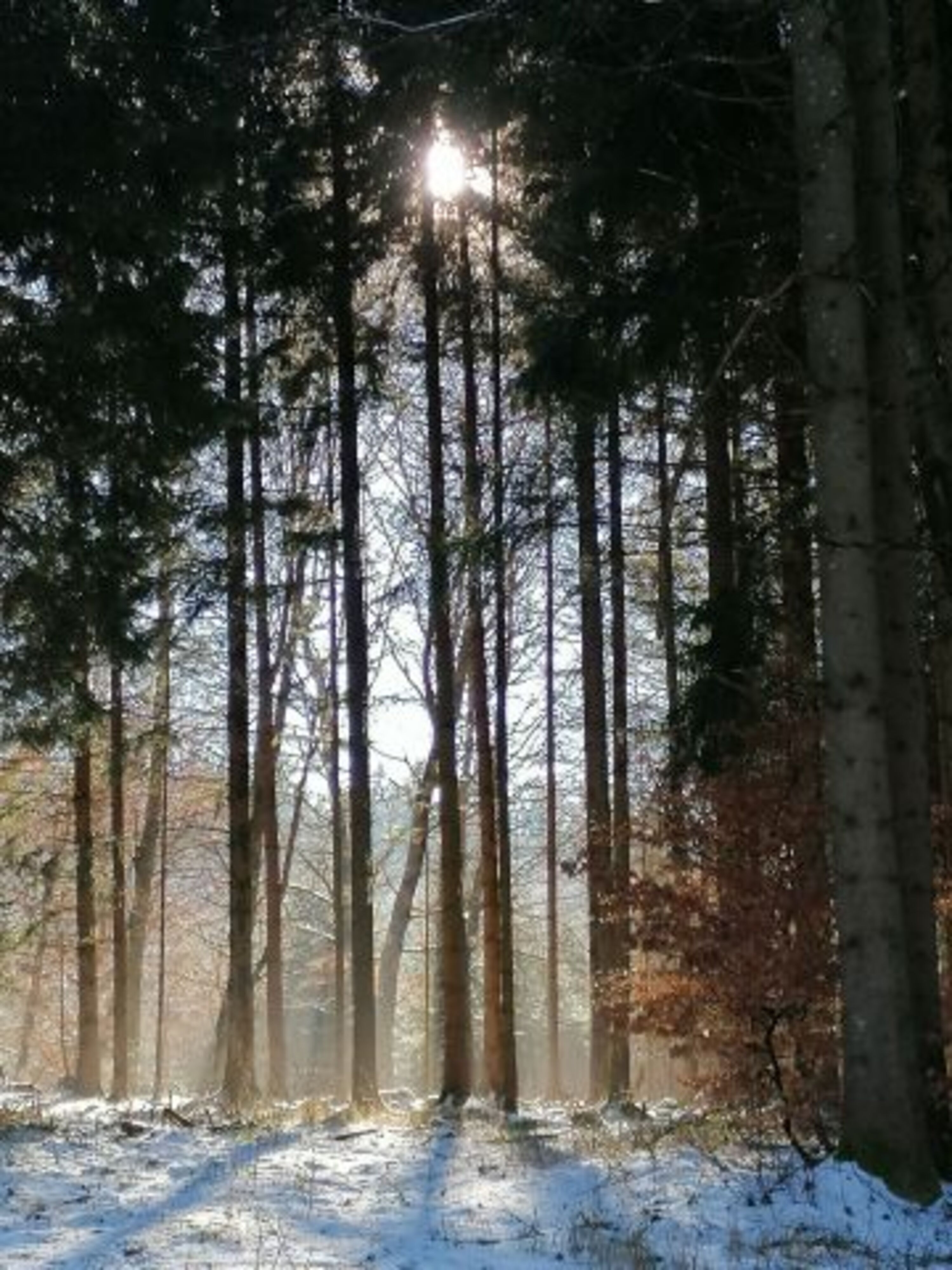 Waldspaziergang