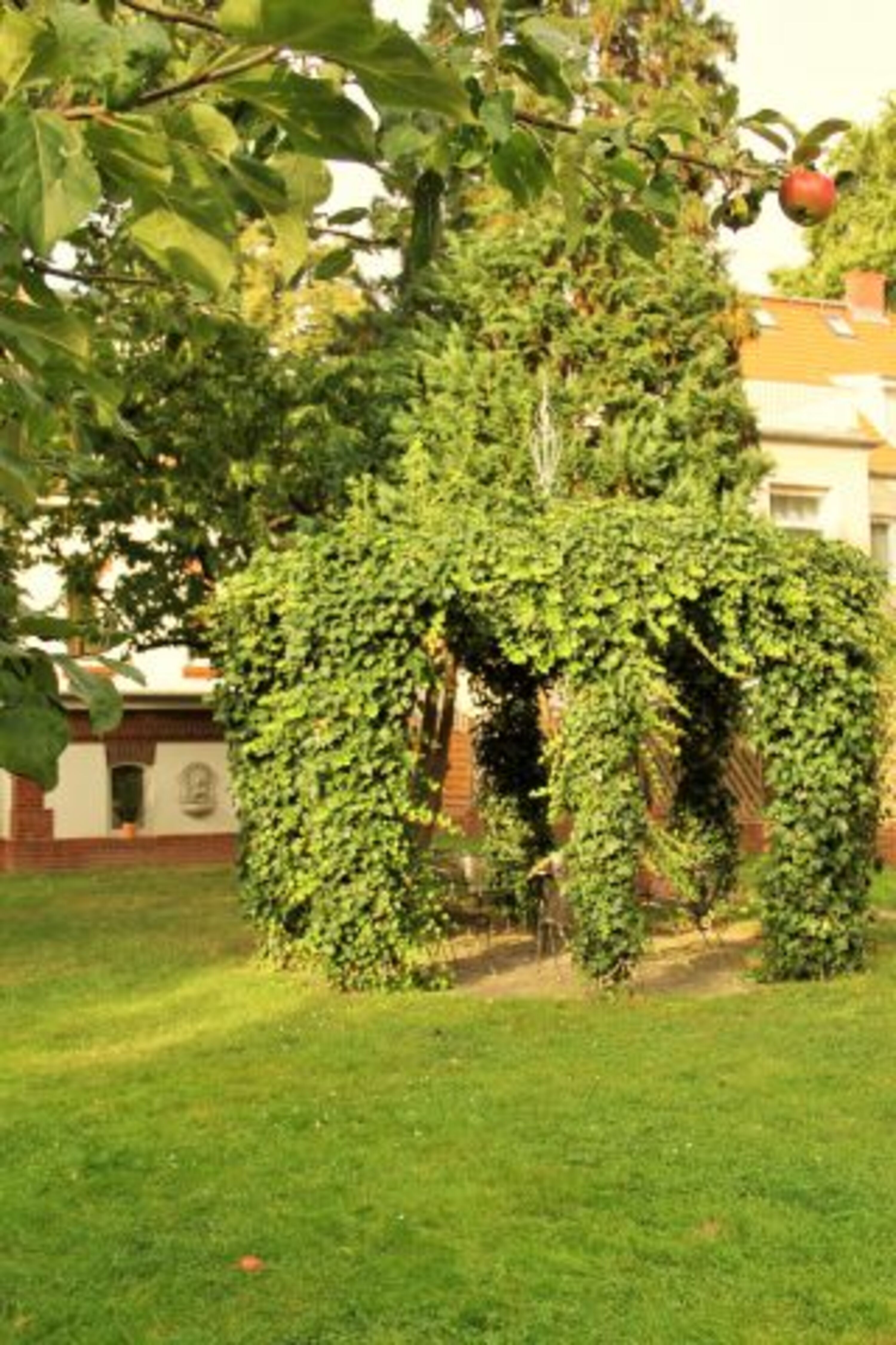 Efeu - Pavillon