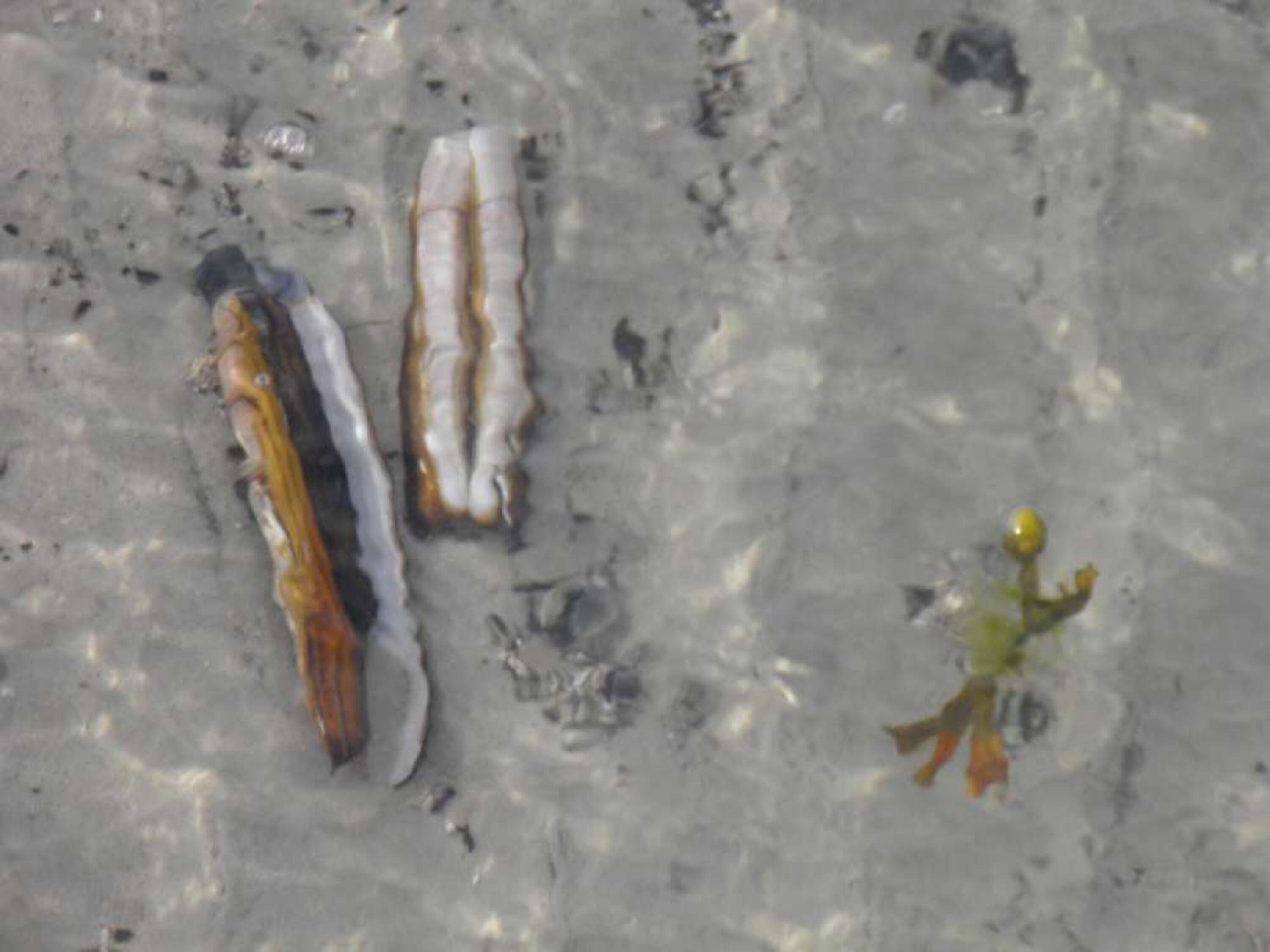 Schwertmuscheln am Strand 