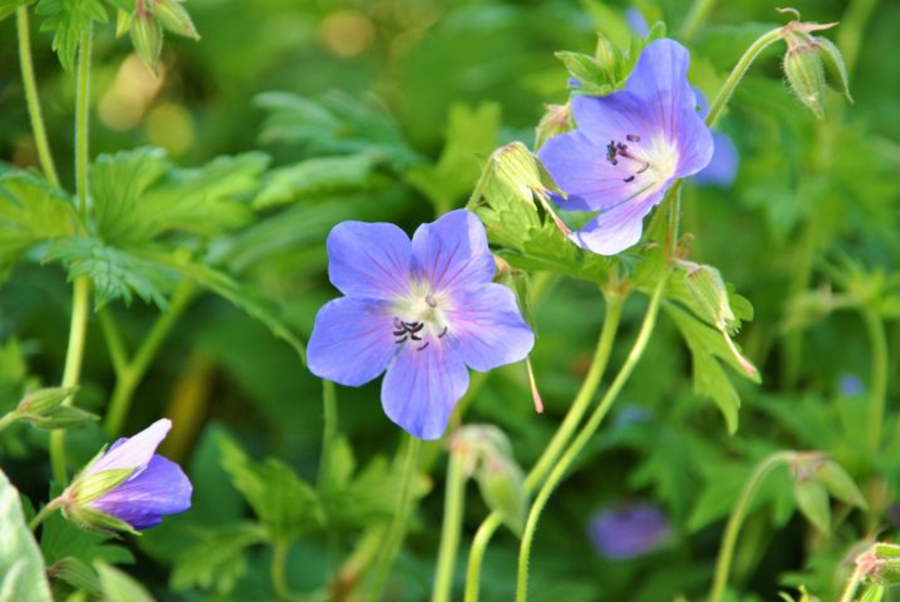blaue Schönheit
