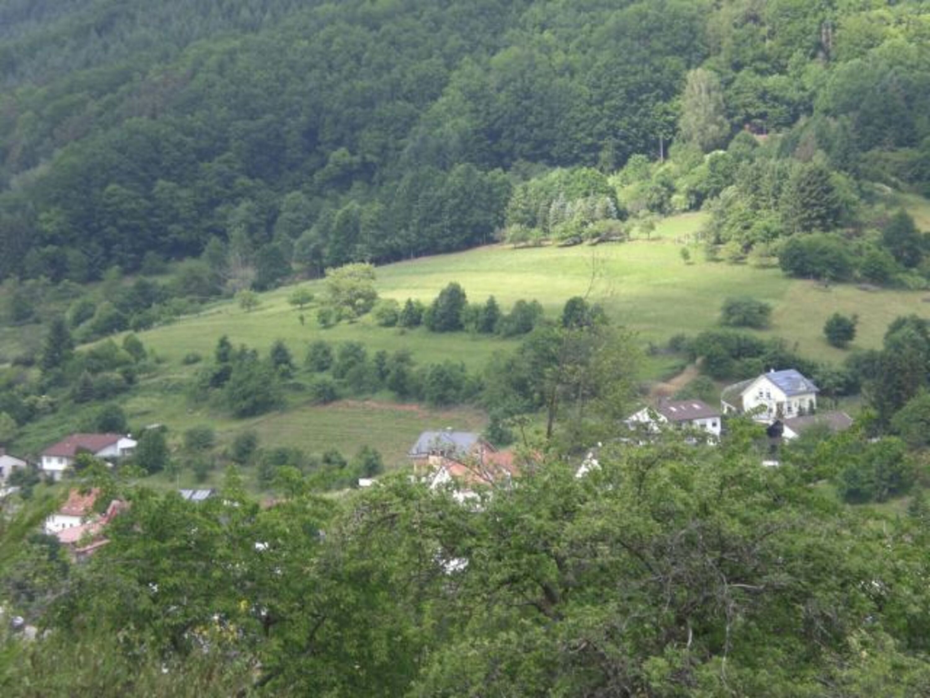 Der herrliche Pfälzerwald