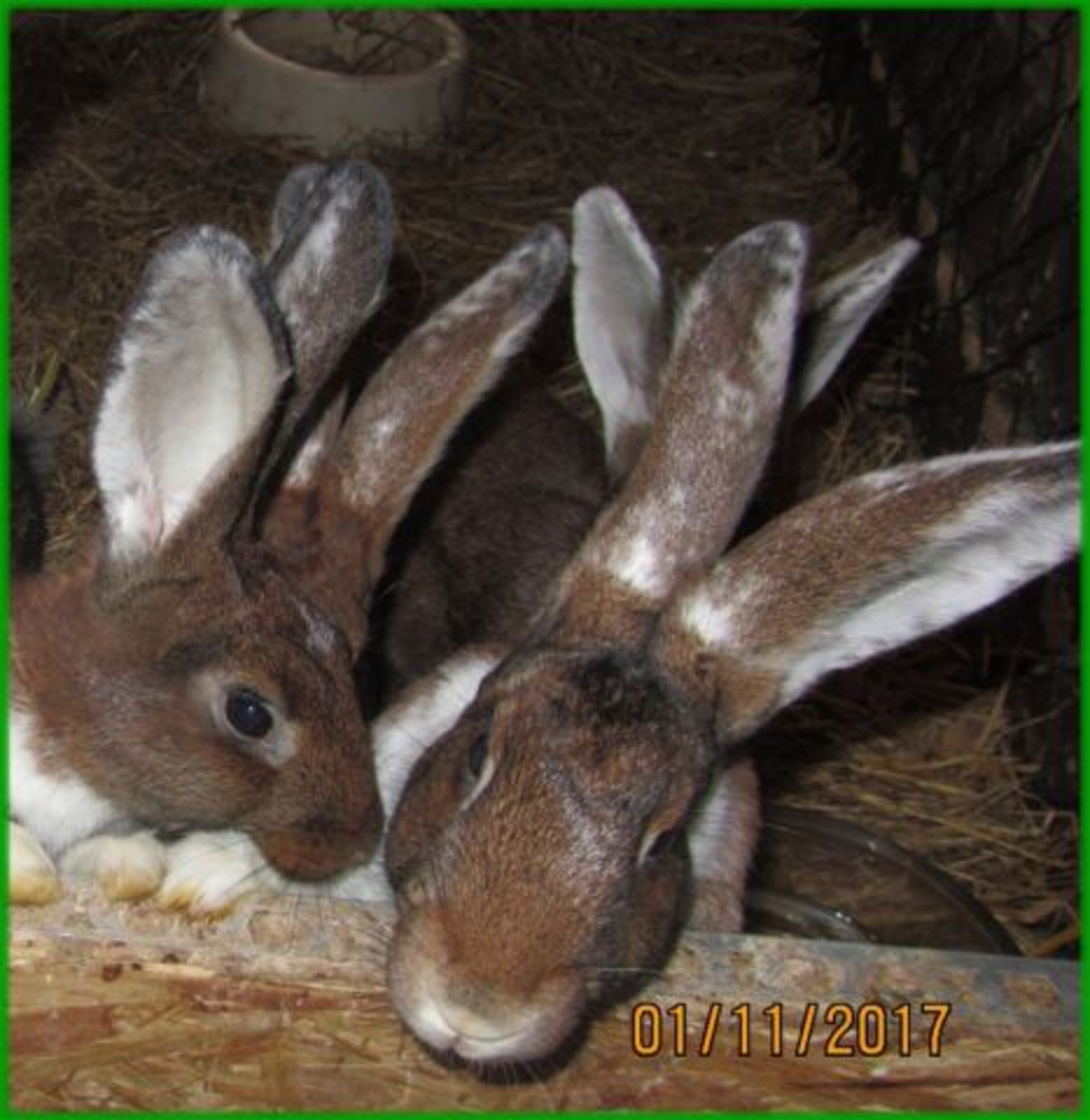Unsere Hasen
