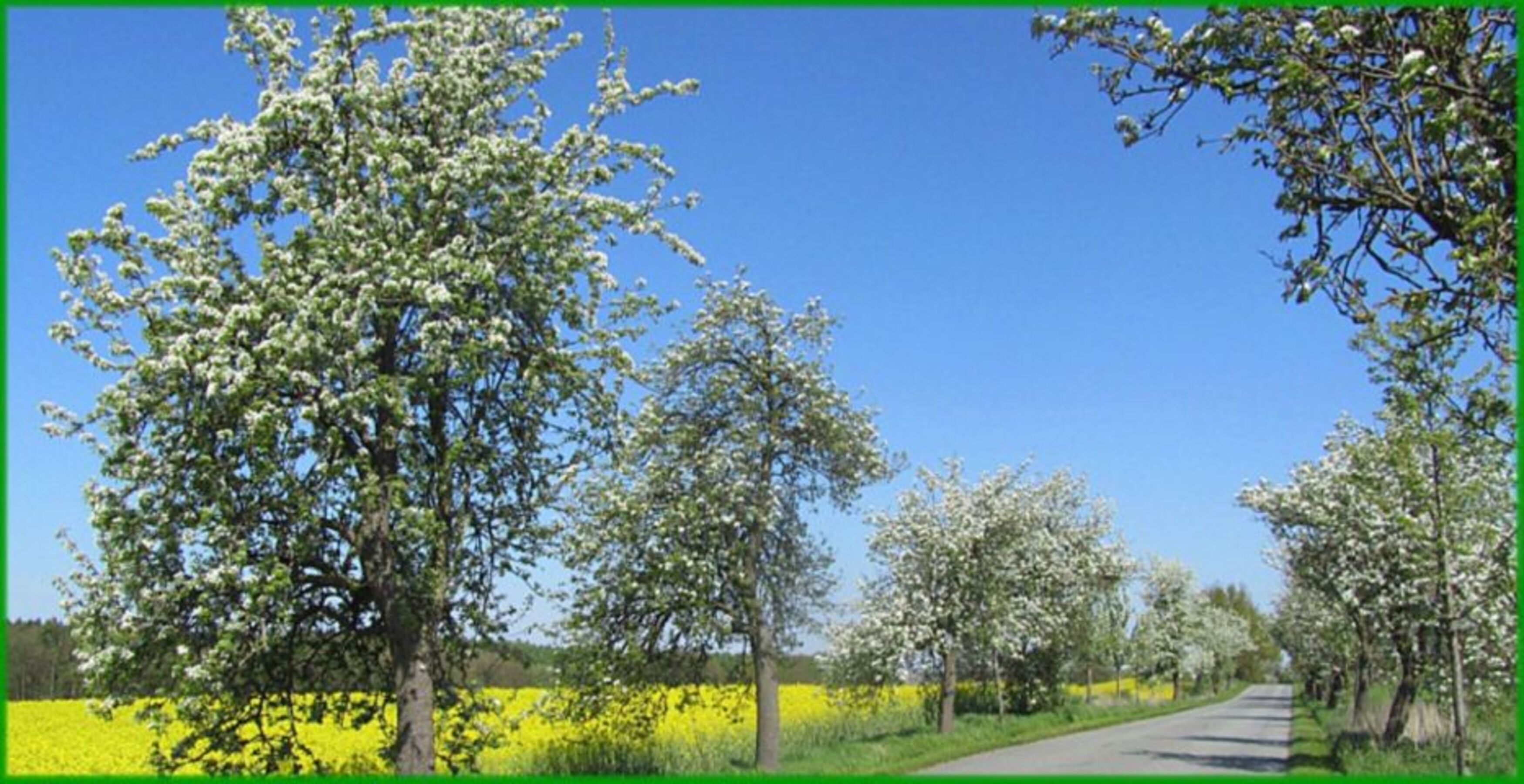 Blühende Birnbaumallee im Nachbarort Rosenow, der weg zu uns