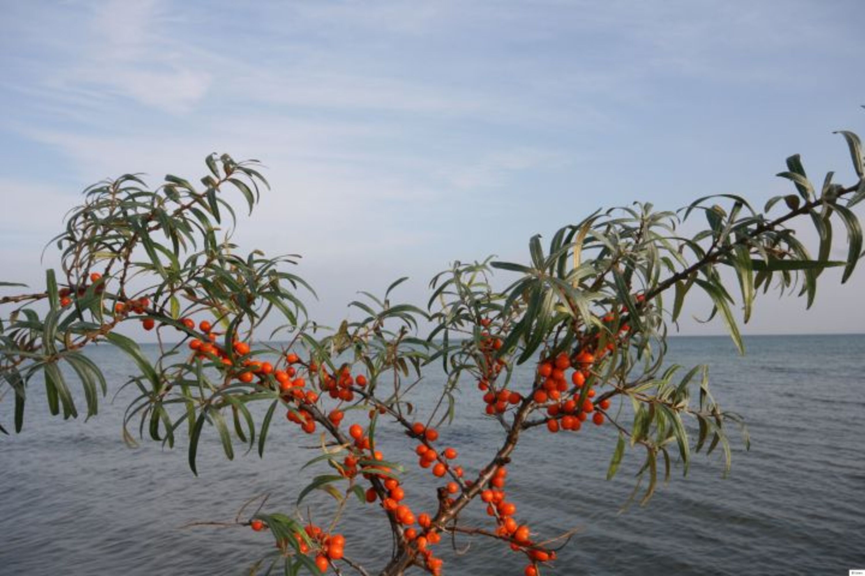 leuchtender Sanddorn im Herbst