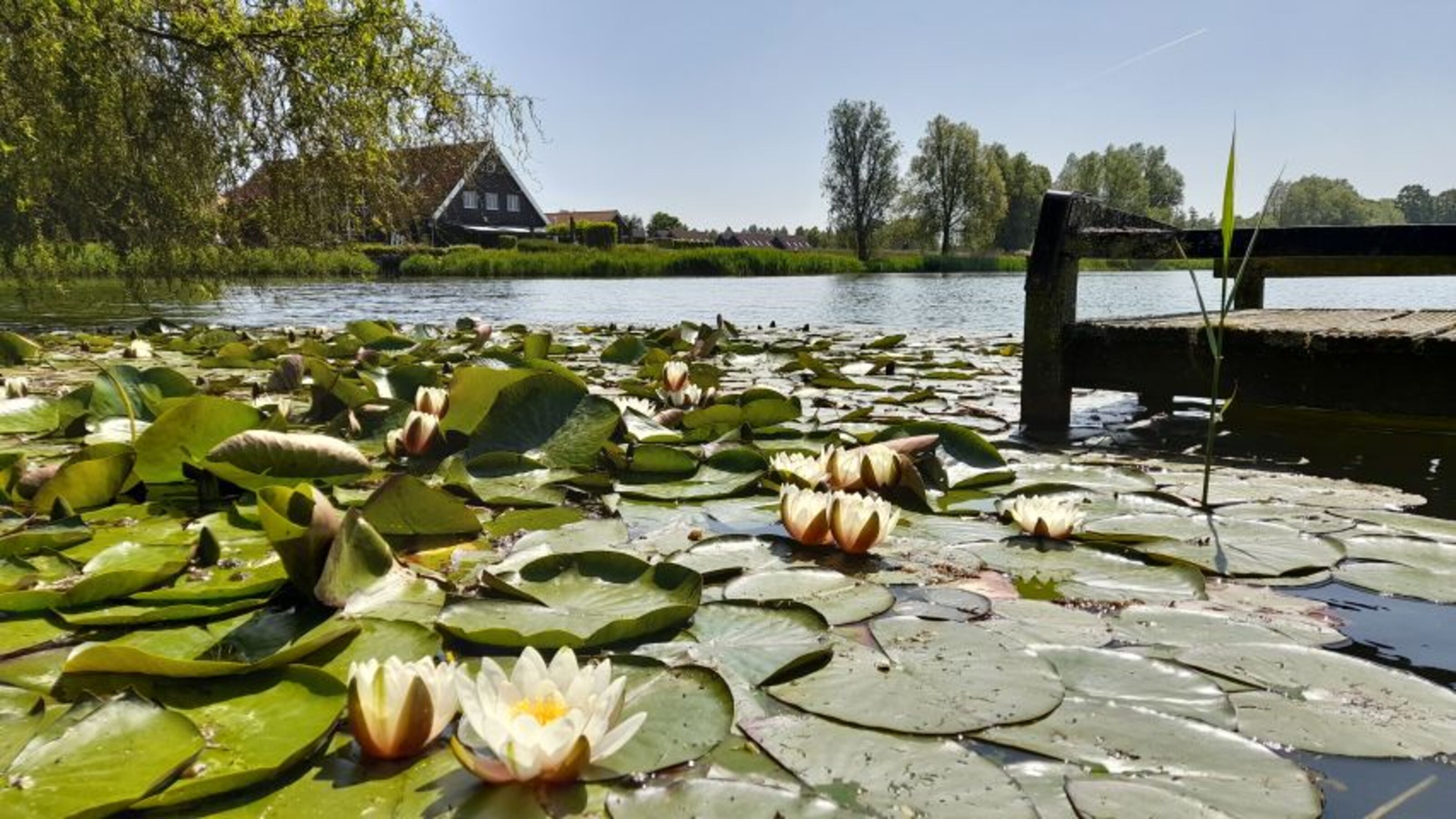 Fishgewasser Stelleplas
