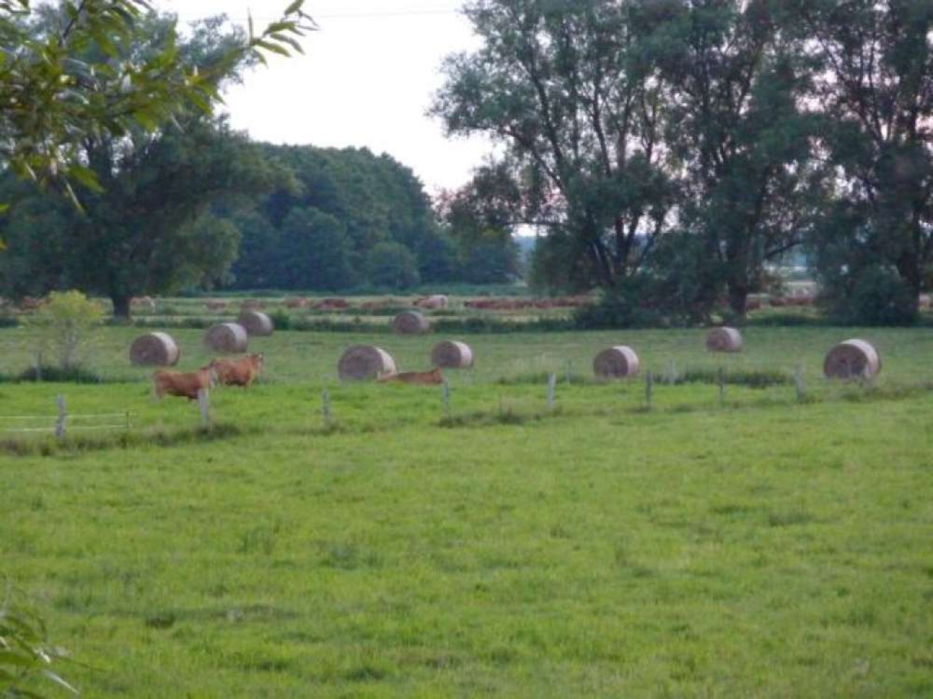 Blick auf das Thurbruch
