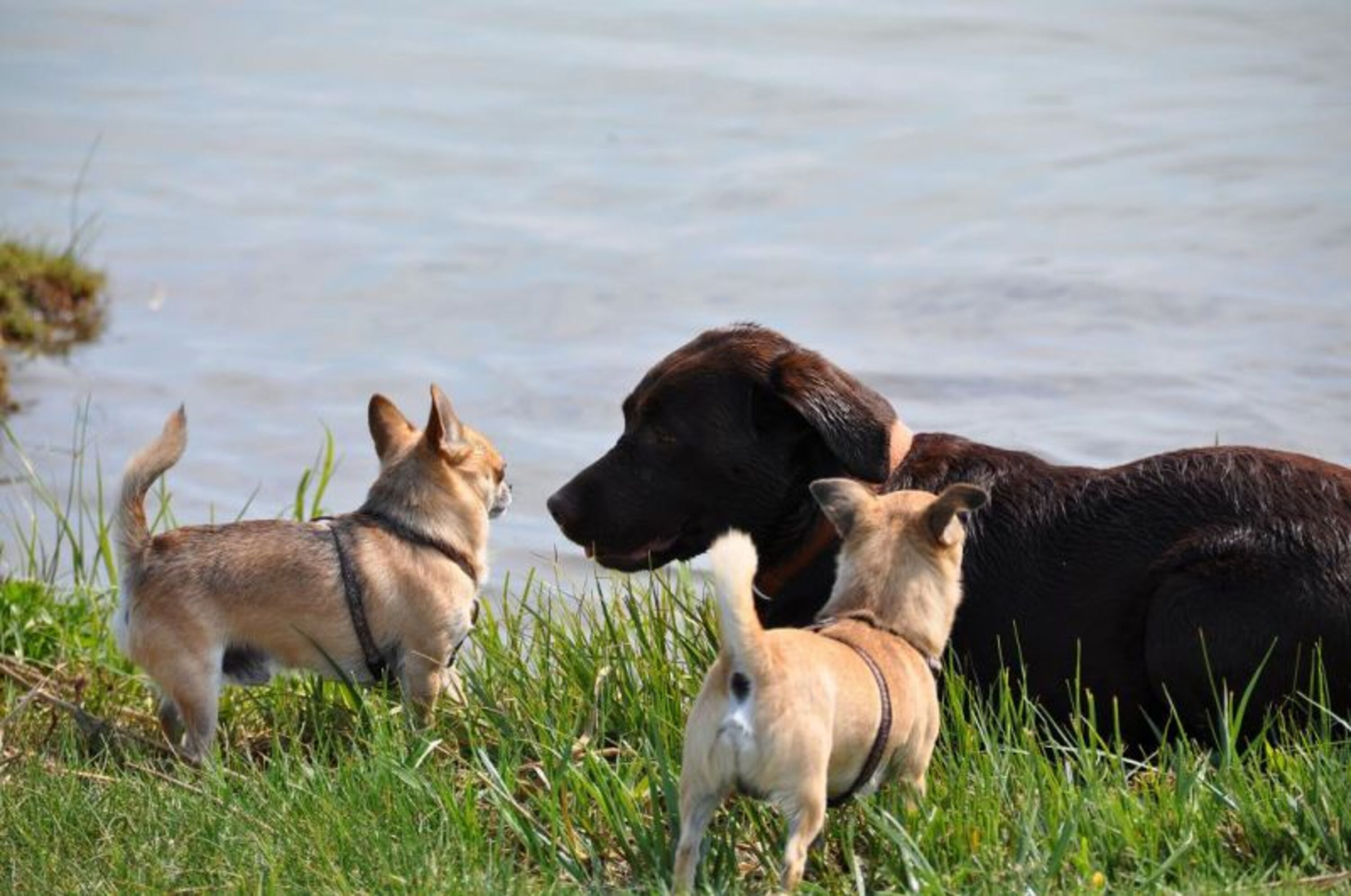 Willkommen sind liebe Hunde!