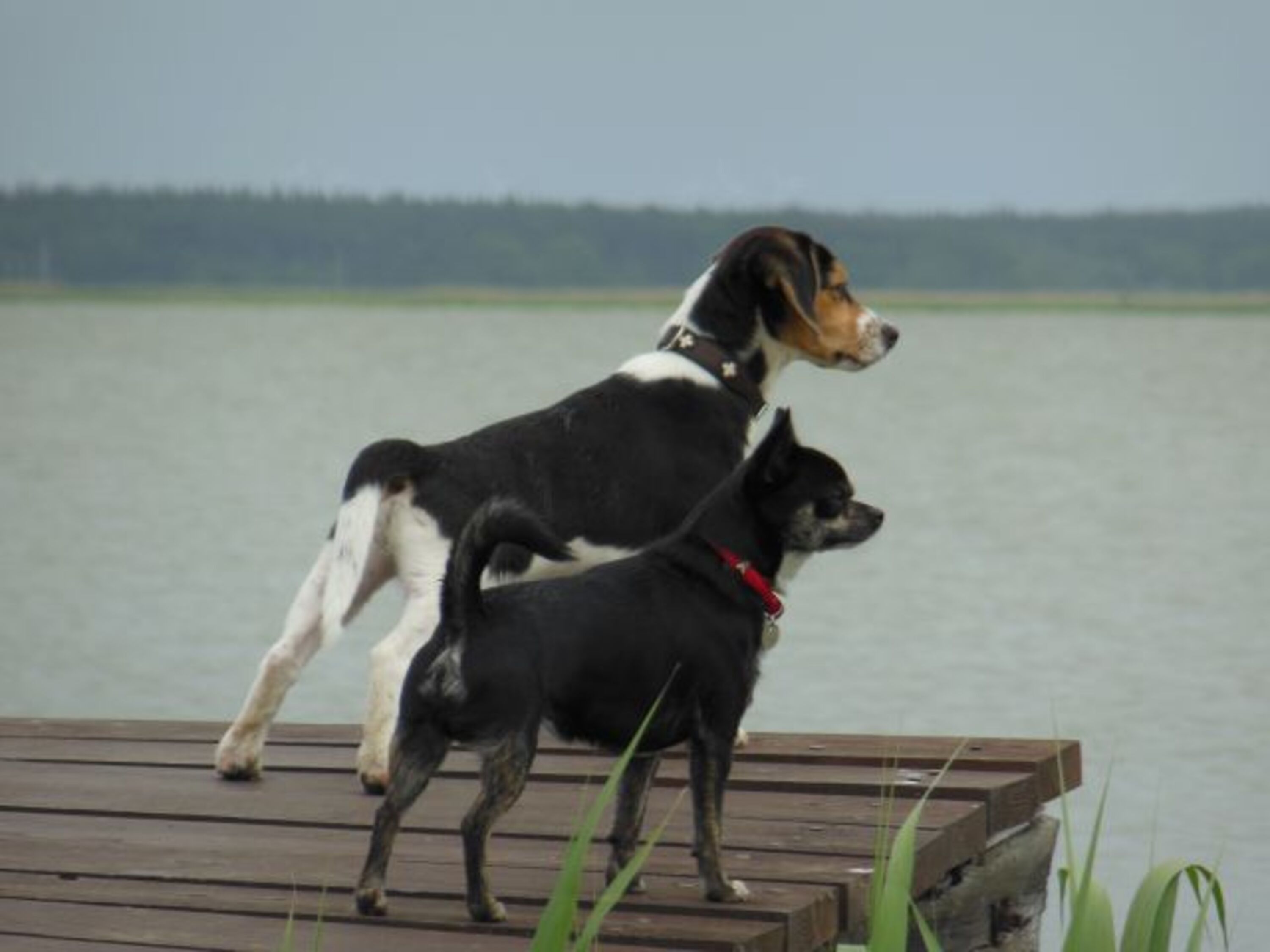 Wassergrundstück - Hundeurlaub
