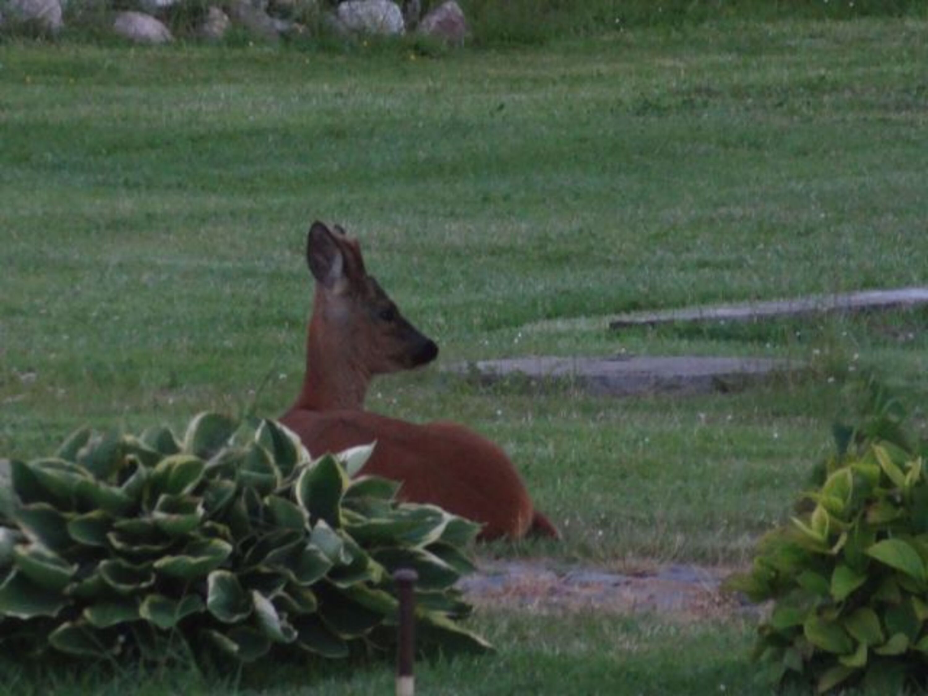 Hase, Fuchs und Rehe sind gelegentlich bei uns auf dem Grundstück zu beobachten.