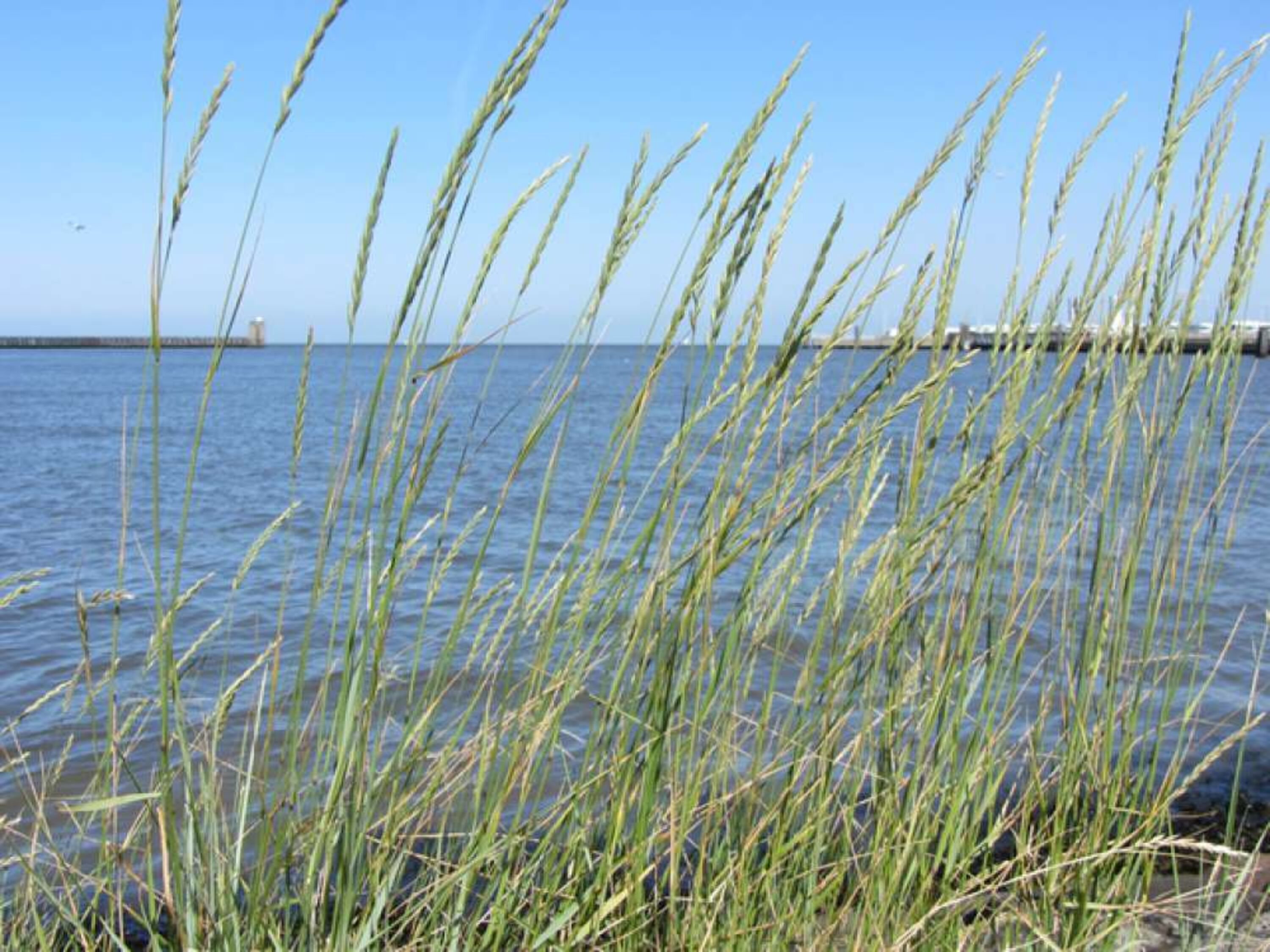 Die See