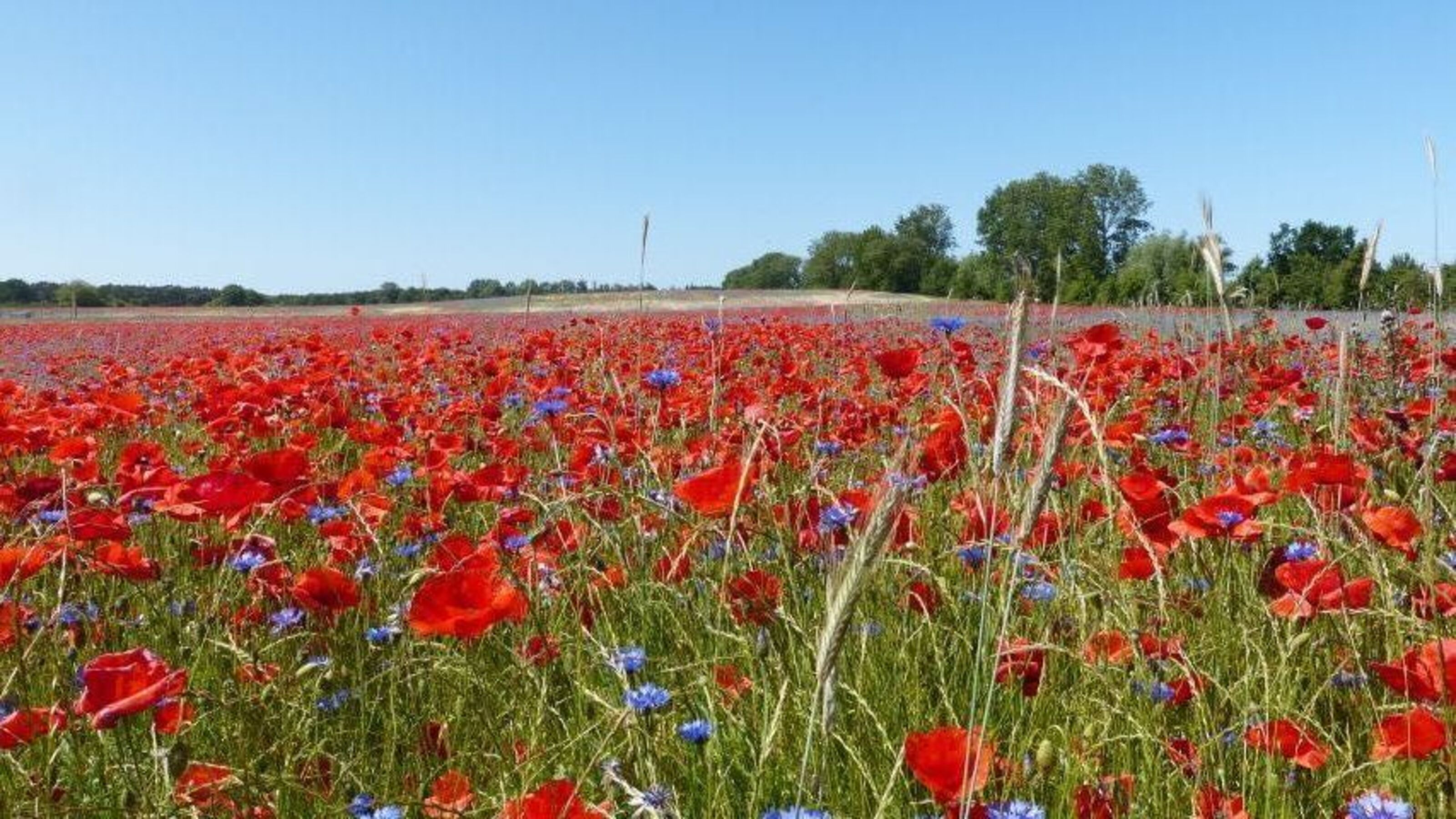 Mohnfelder in Althagen