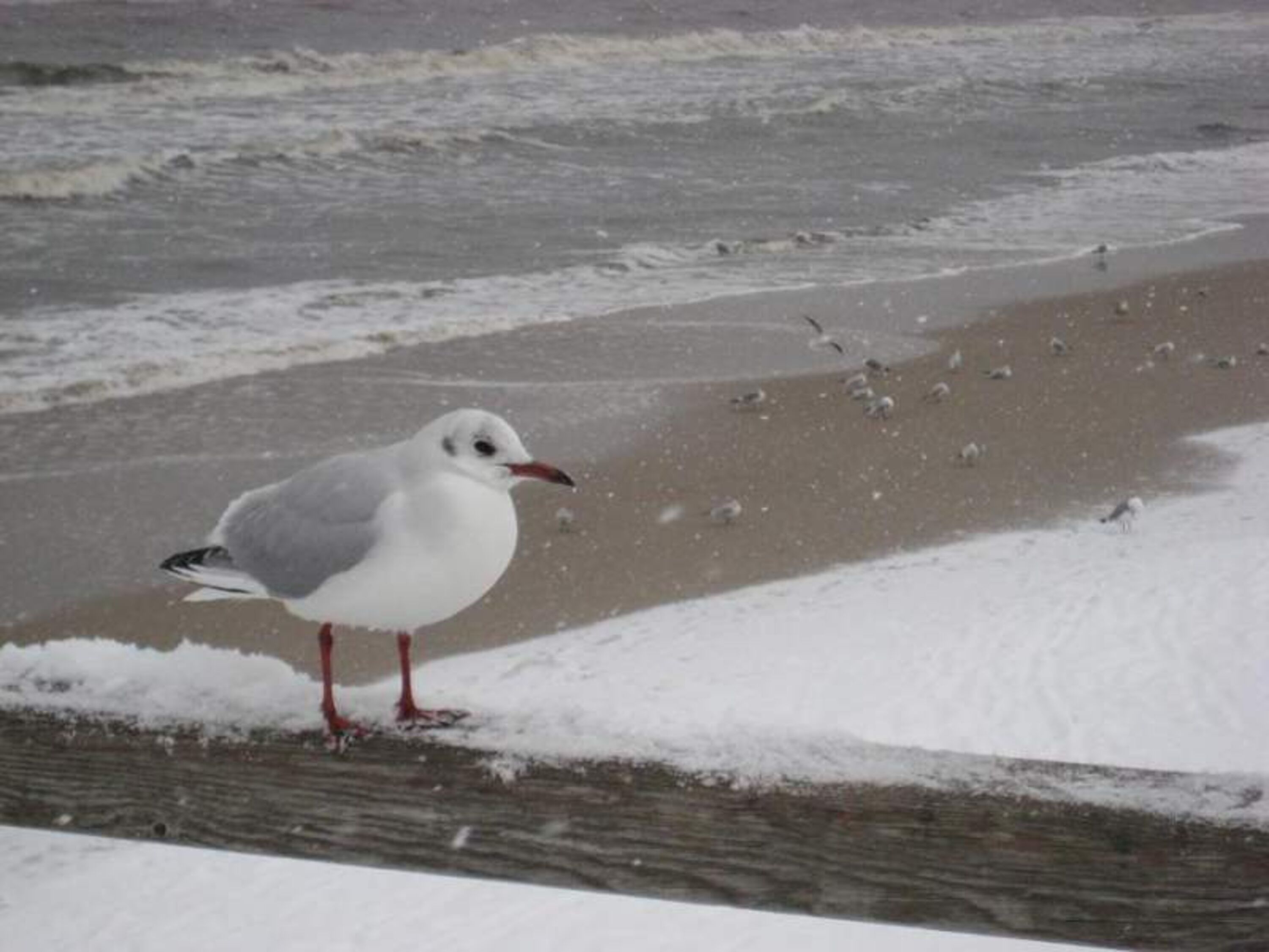 Möwe am winterlichen Strand