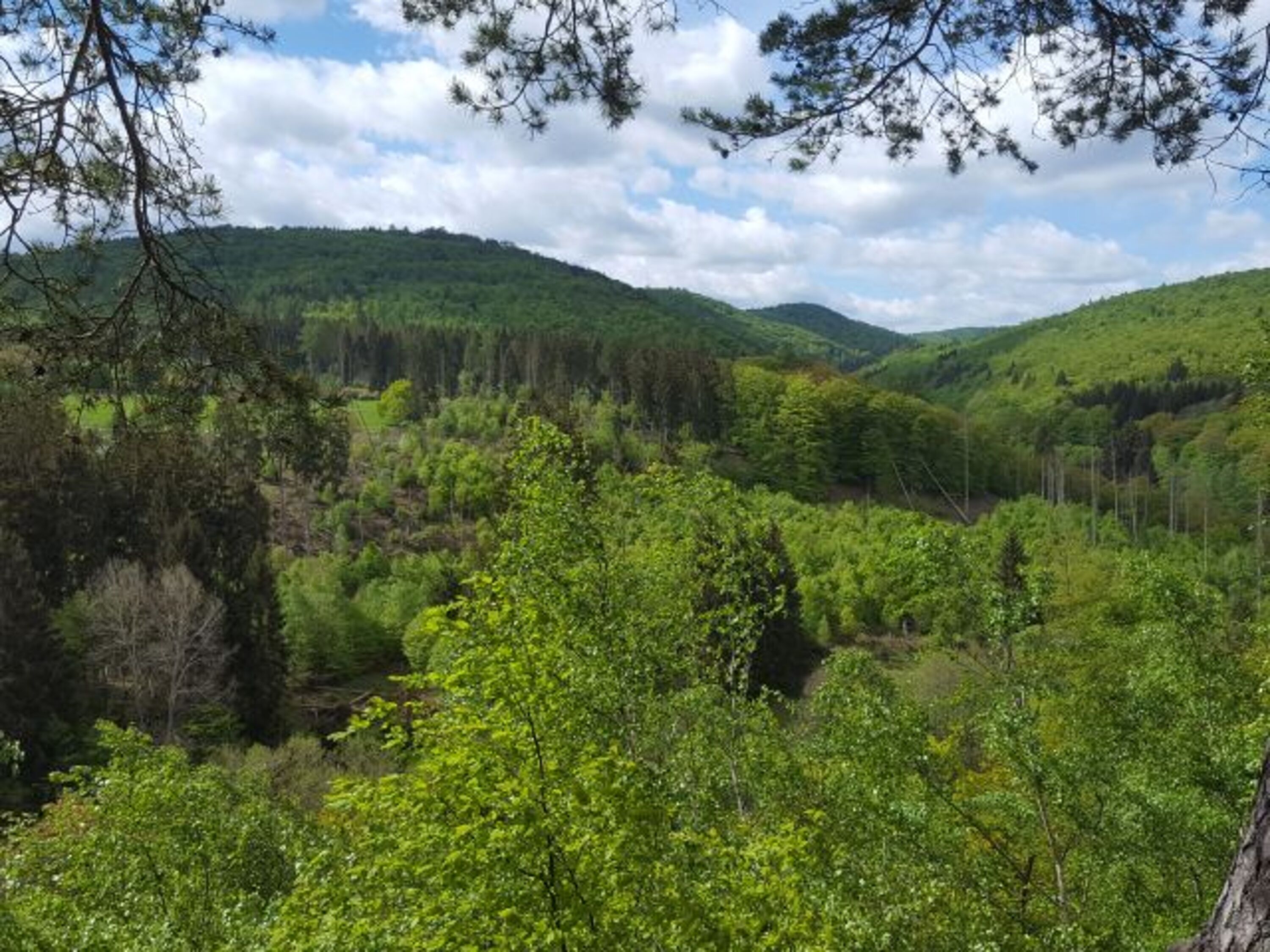 Der Nationalpark Kellerwald-Edersee