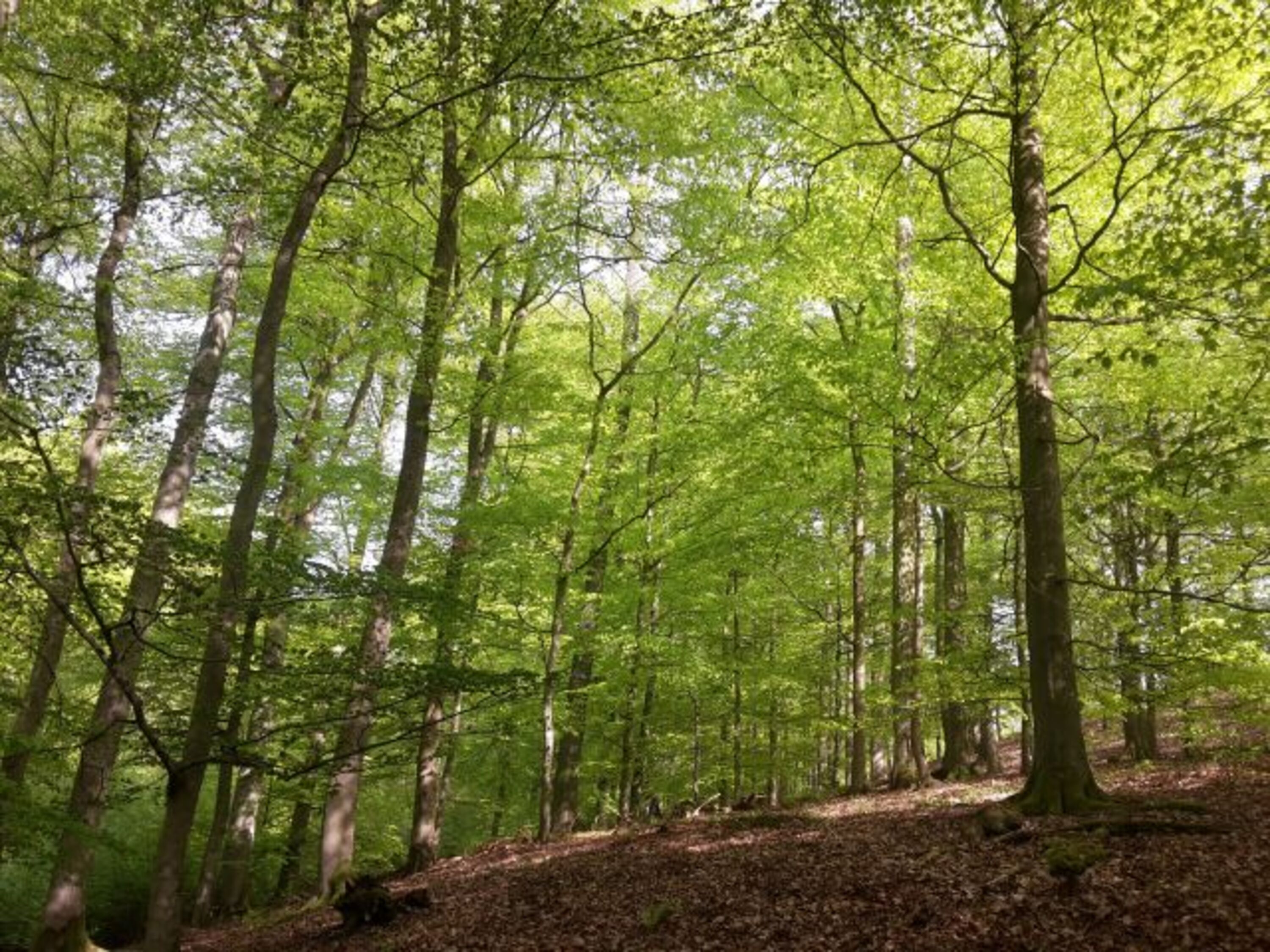 Der Nationalpark Kellerwald-Edersee
