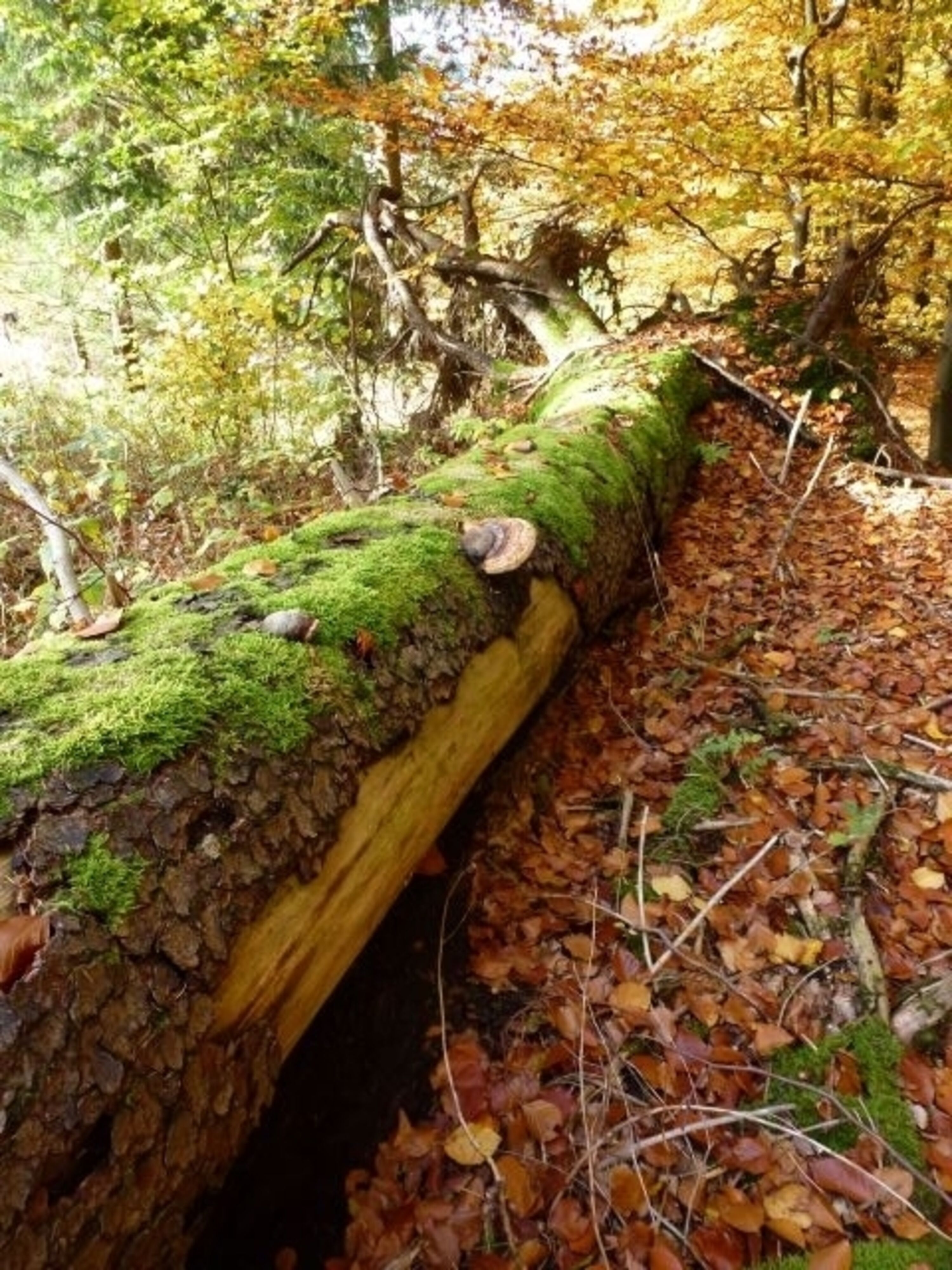 Der Nationalpark