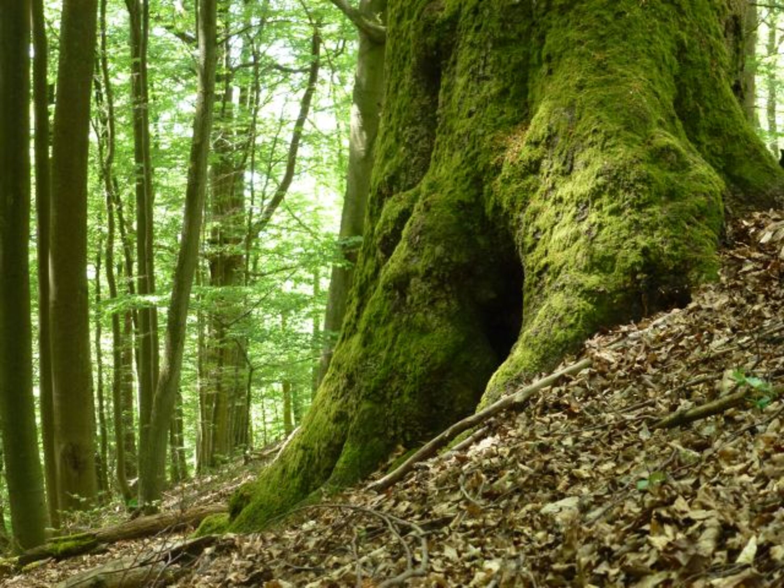 Der Nationalpark