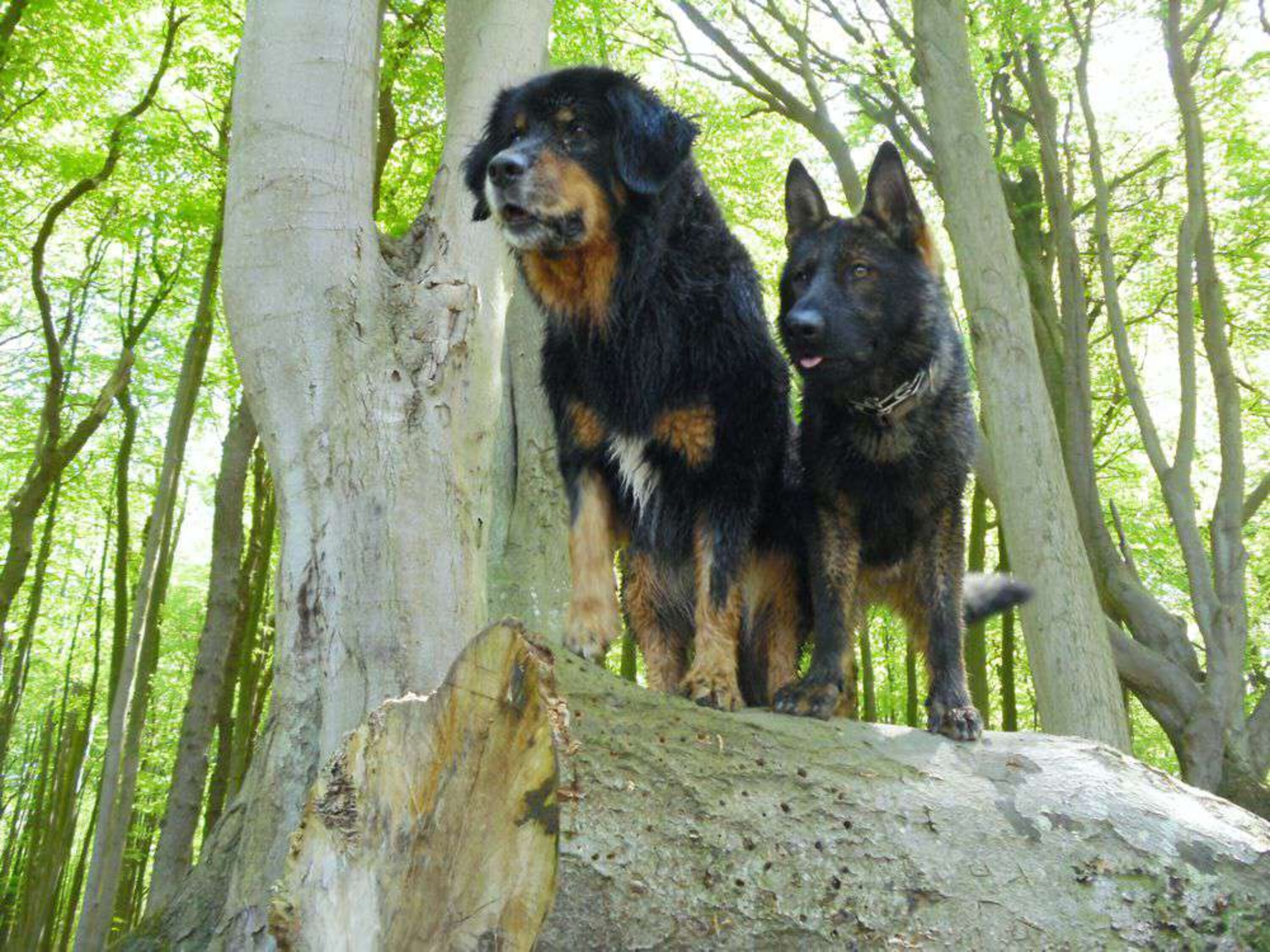 Im Gespensterwald von Nienhagen.